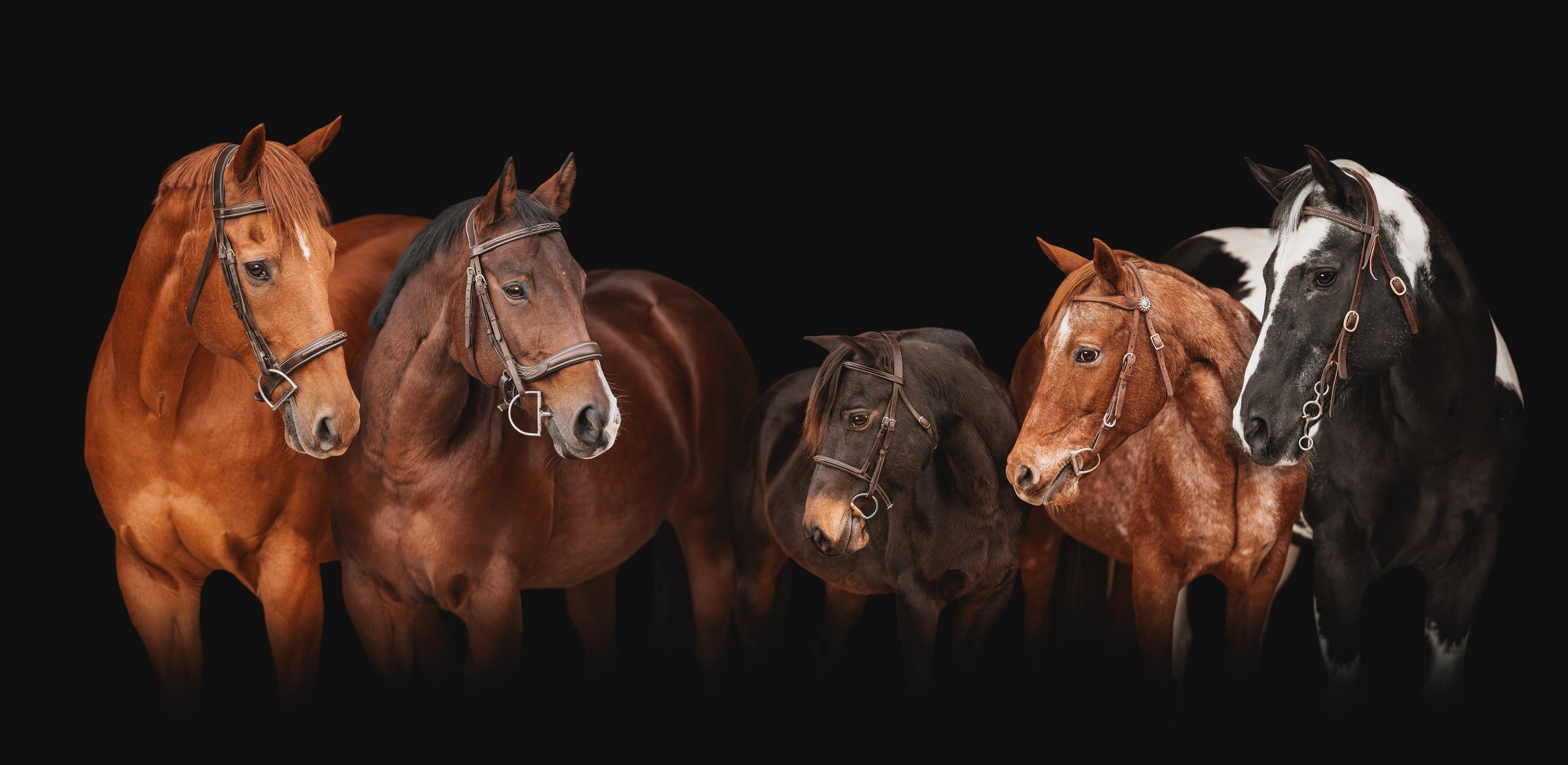 st louis equine photography black backgrounds 11.jpg