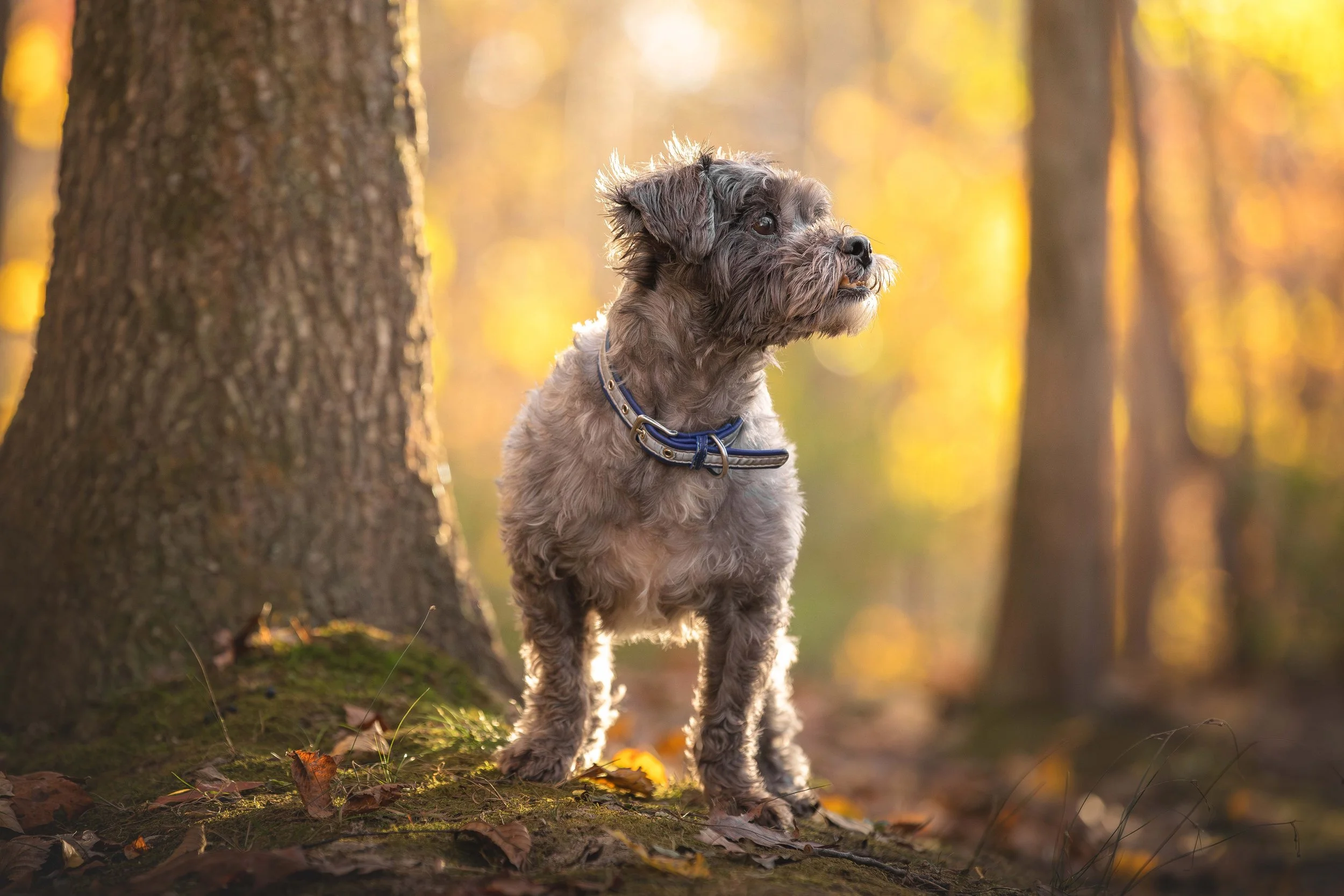 canine-portraits-st-louis-11.jpg