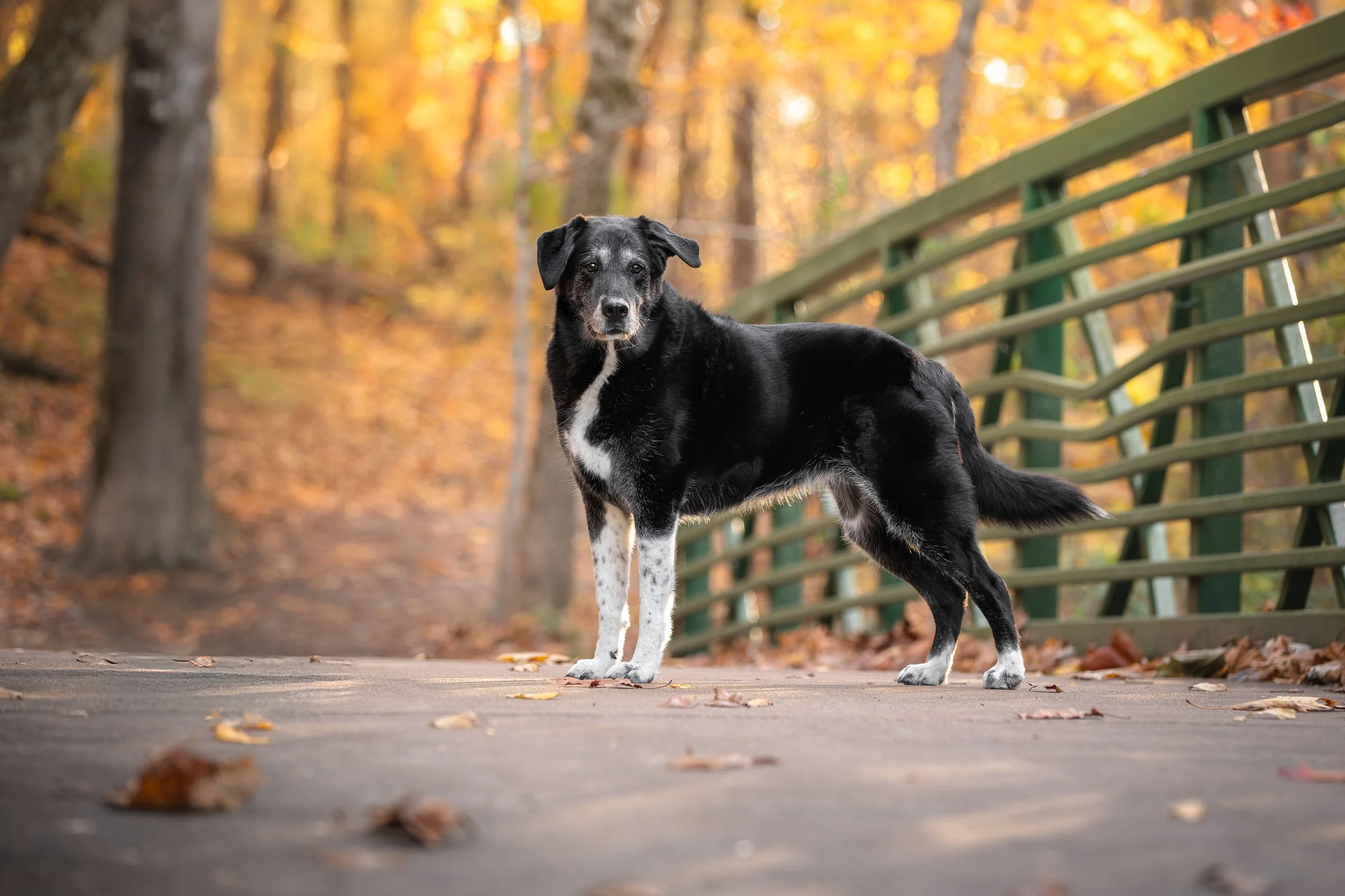canine-portraits-st-louis-8.jpg