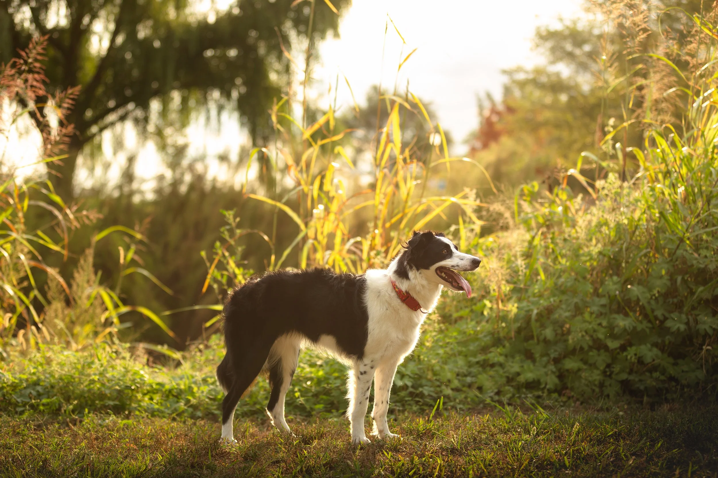 canine-portraits-st-louis-5.jpg