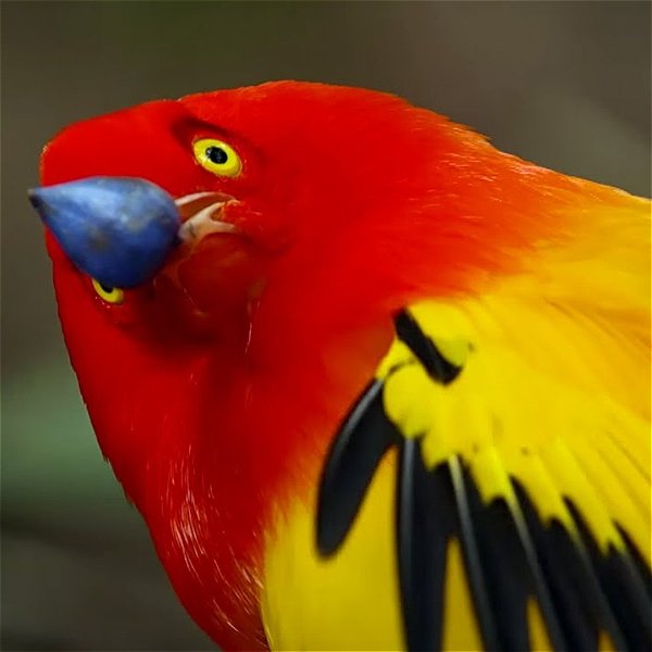 A very bright red & yellow bird cocks his head at you, holding a violet seed