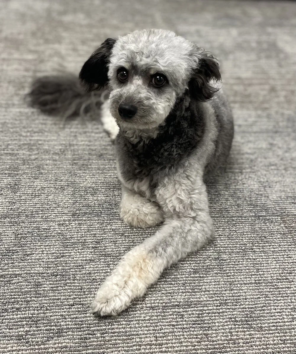 Zoe friendly dog at ClearView Counseling Center providing a welcoming office presence