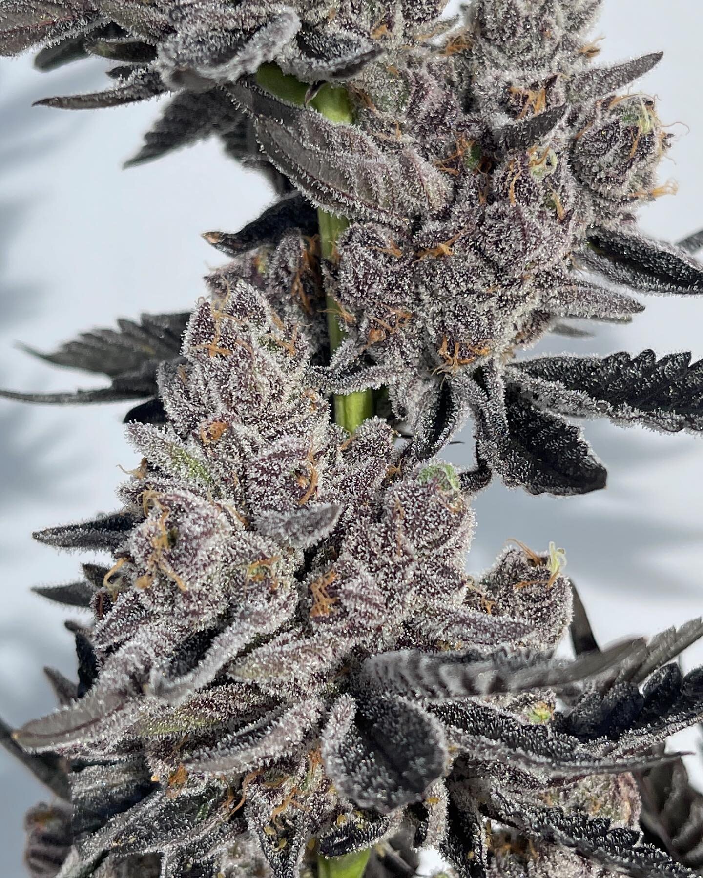 #applefritter #fire #organic #oregondispensary #oregondispensaries
