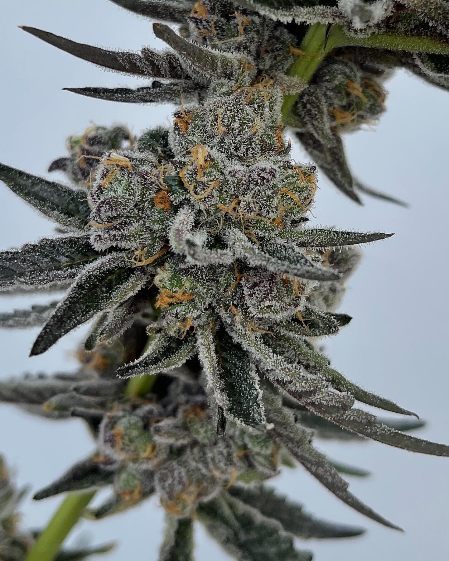 #applefritter coming up next!!! #oregondispensary #oregondispensaries #organic