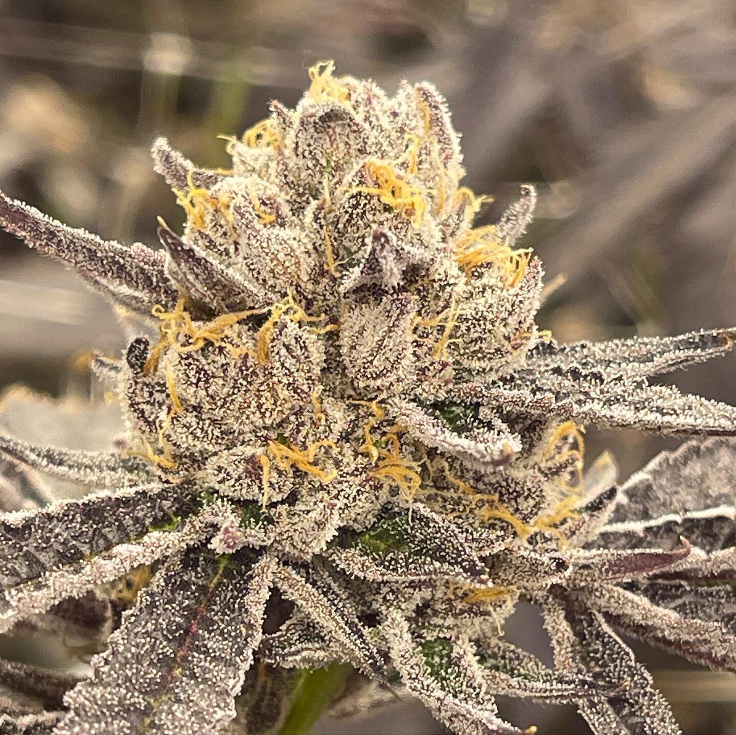 #whiteruntz #runtz #organic #oregondispensary #oregondispensaries