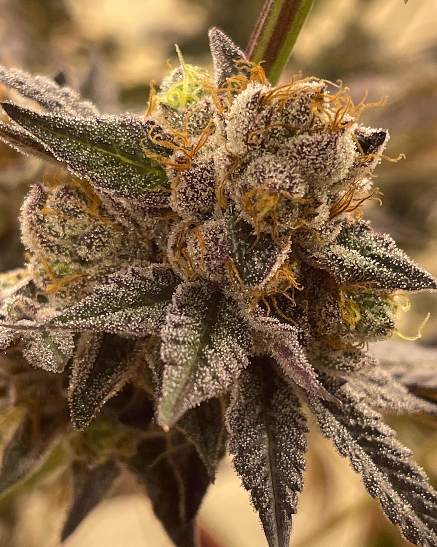 #gmo #garlic #mushroom #onion #organic #oregondispensary #oregondispensaries