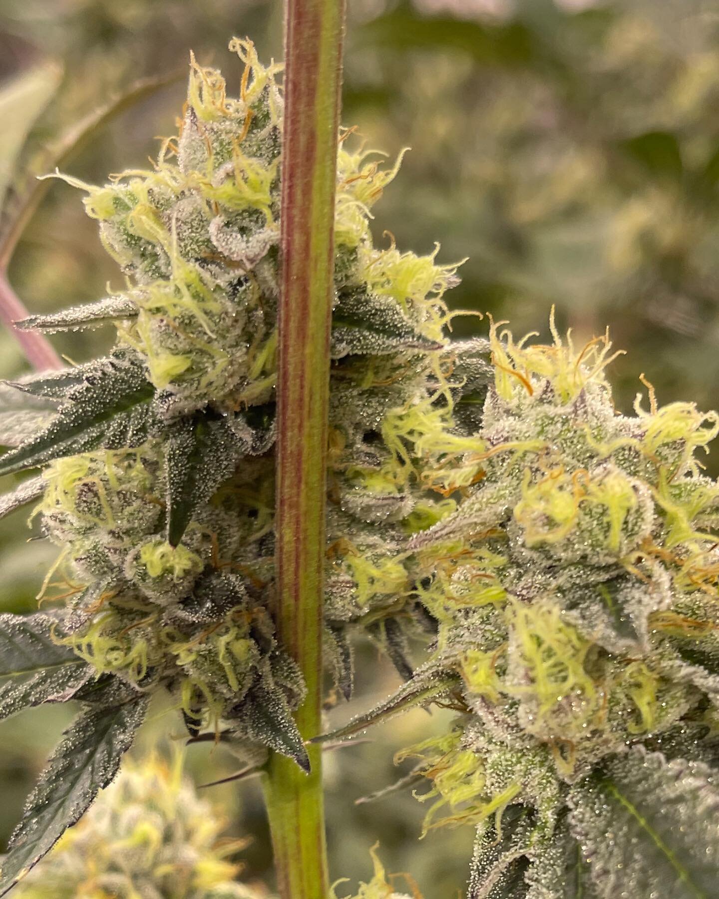 This #gmo is always a beautiful one!  It does take forever to finish! # oregondispensary #oregondispensaries
