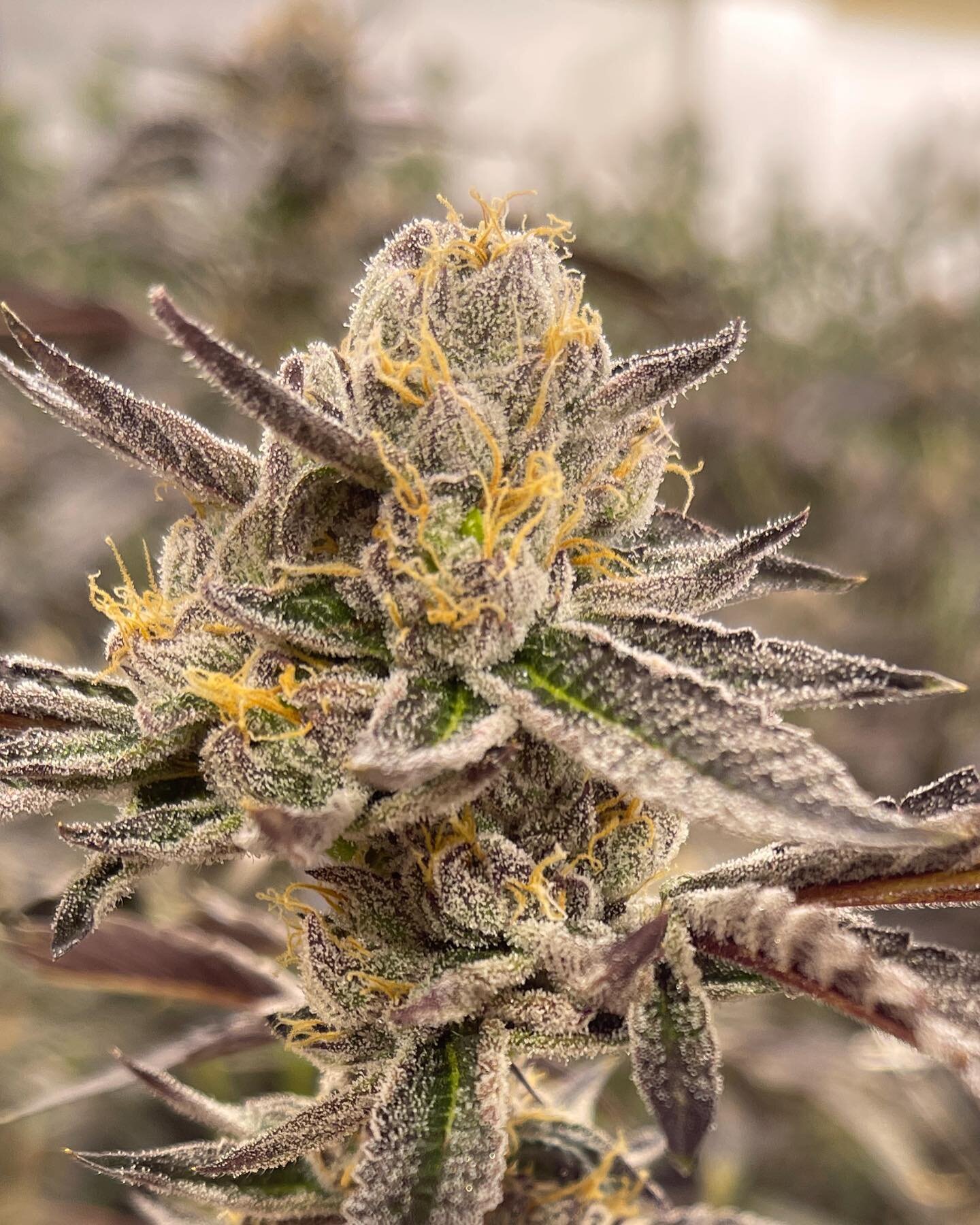 #whiteruntz #thewhite #runtz This one  throws a lot of smaller dense buds. #oregondispensary #oregondispensaries