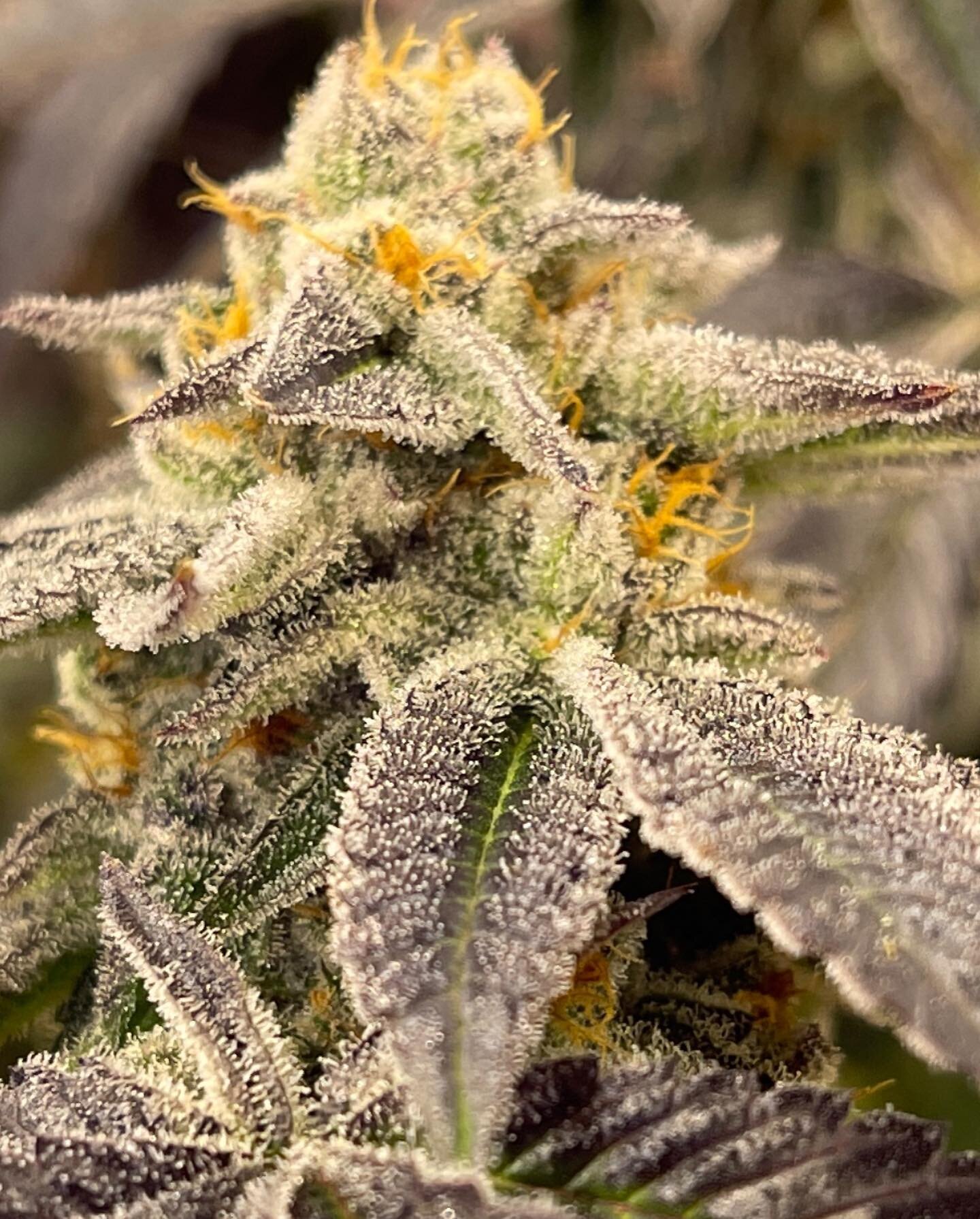 This #grandpas #breath is one of our keepers! @purplejellato_official / dungeon vault genetics is a solid breeder! I bought these #seeds five years ago. It is not the biggest producer but is some #topshelf smoke. I have always been about #quality ove