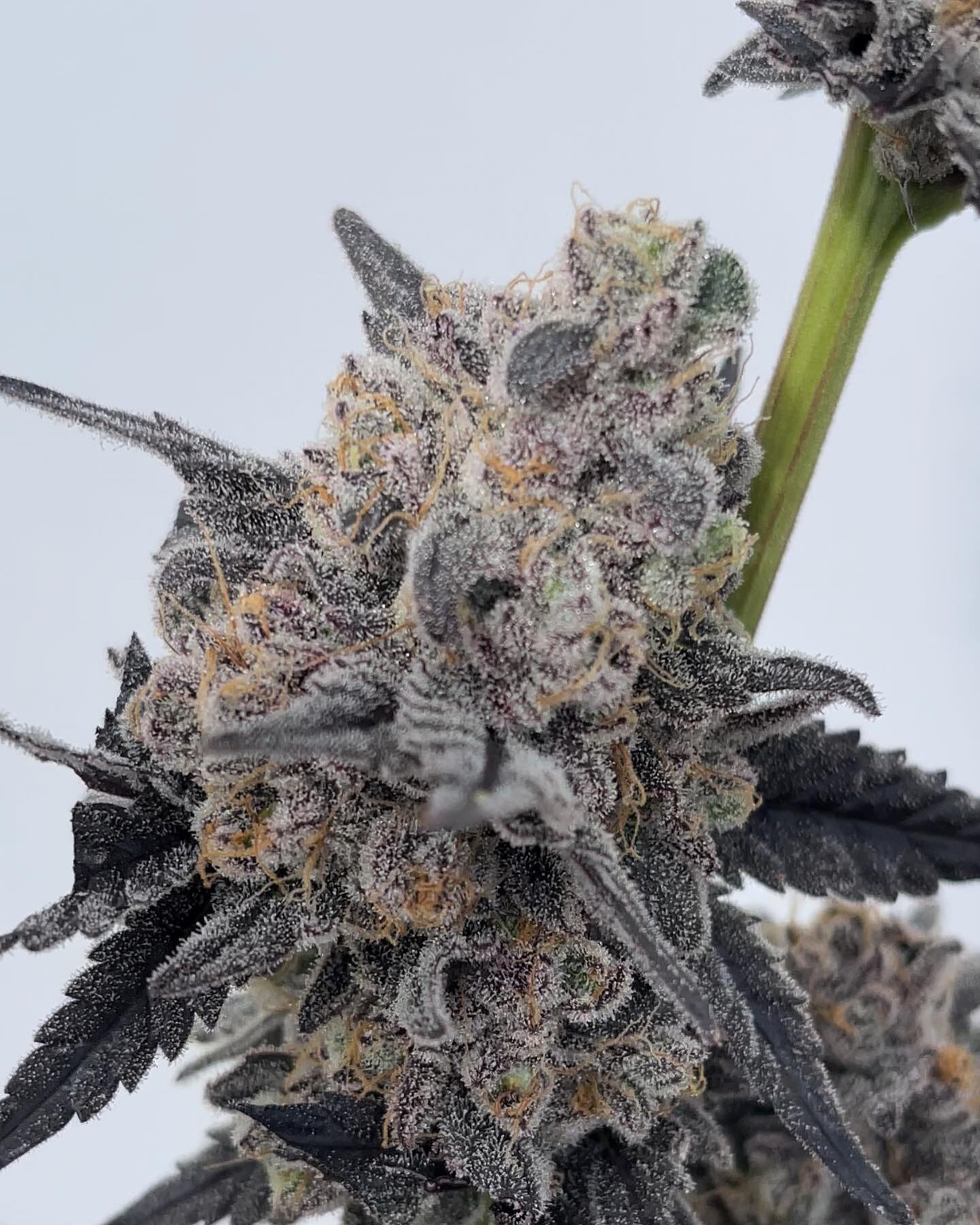 #dailygrapes🍇 #organic #oregondispensary #oregondispensaries
