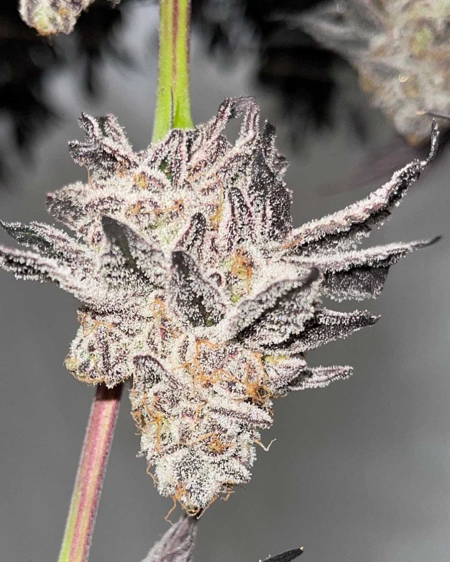 #unicornpoop #organic #oregondispensary #oregondispensaries