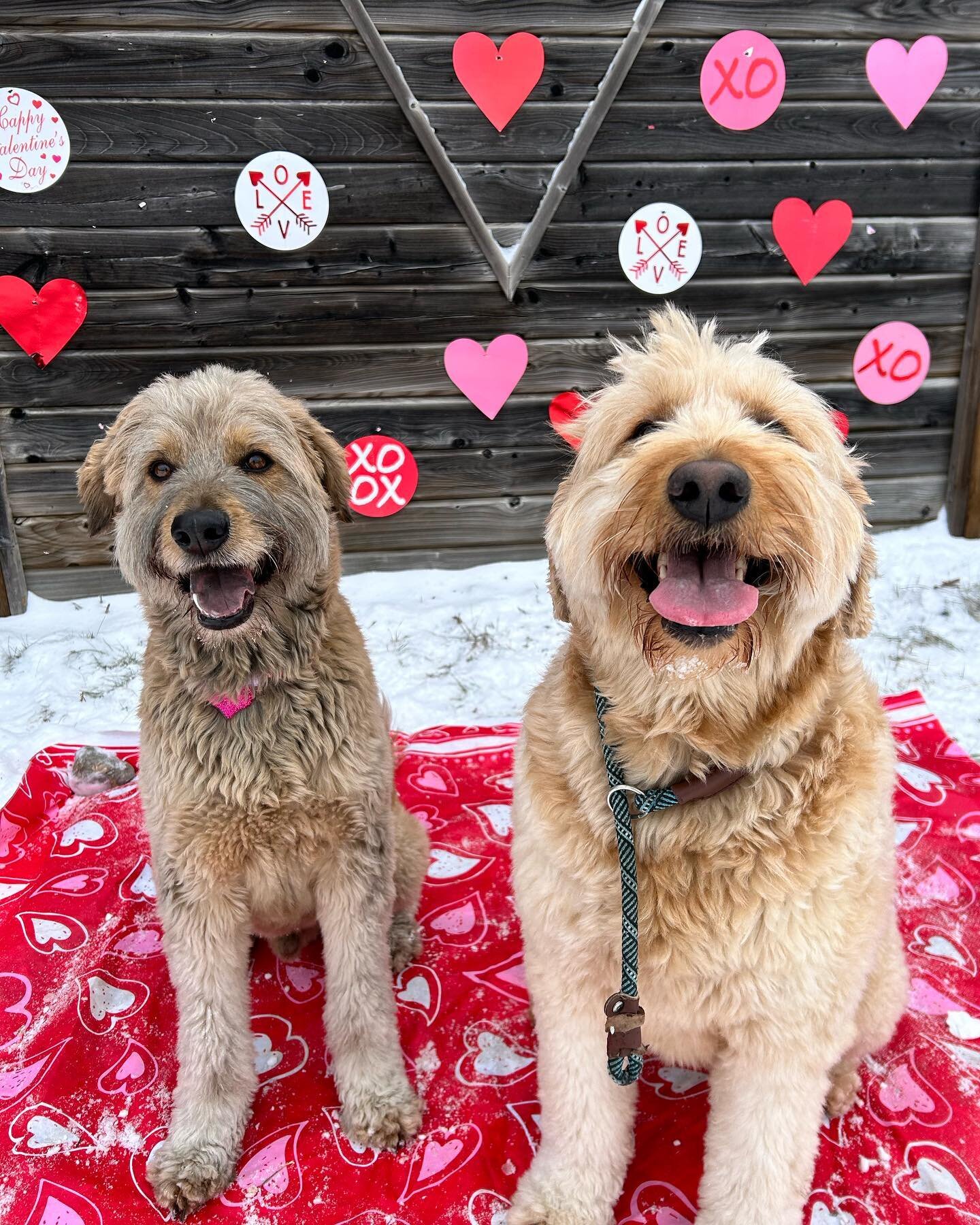 💘hopefully you aren&rsquo;t tired of our valentines couples yet!💘. Such a successful event, thank you to all of our parents and pups who participated. 

Looking forward to spreading the love next year❣️