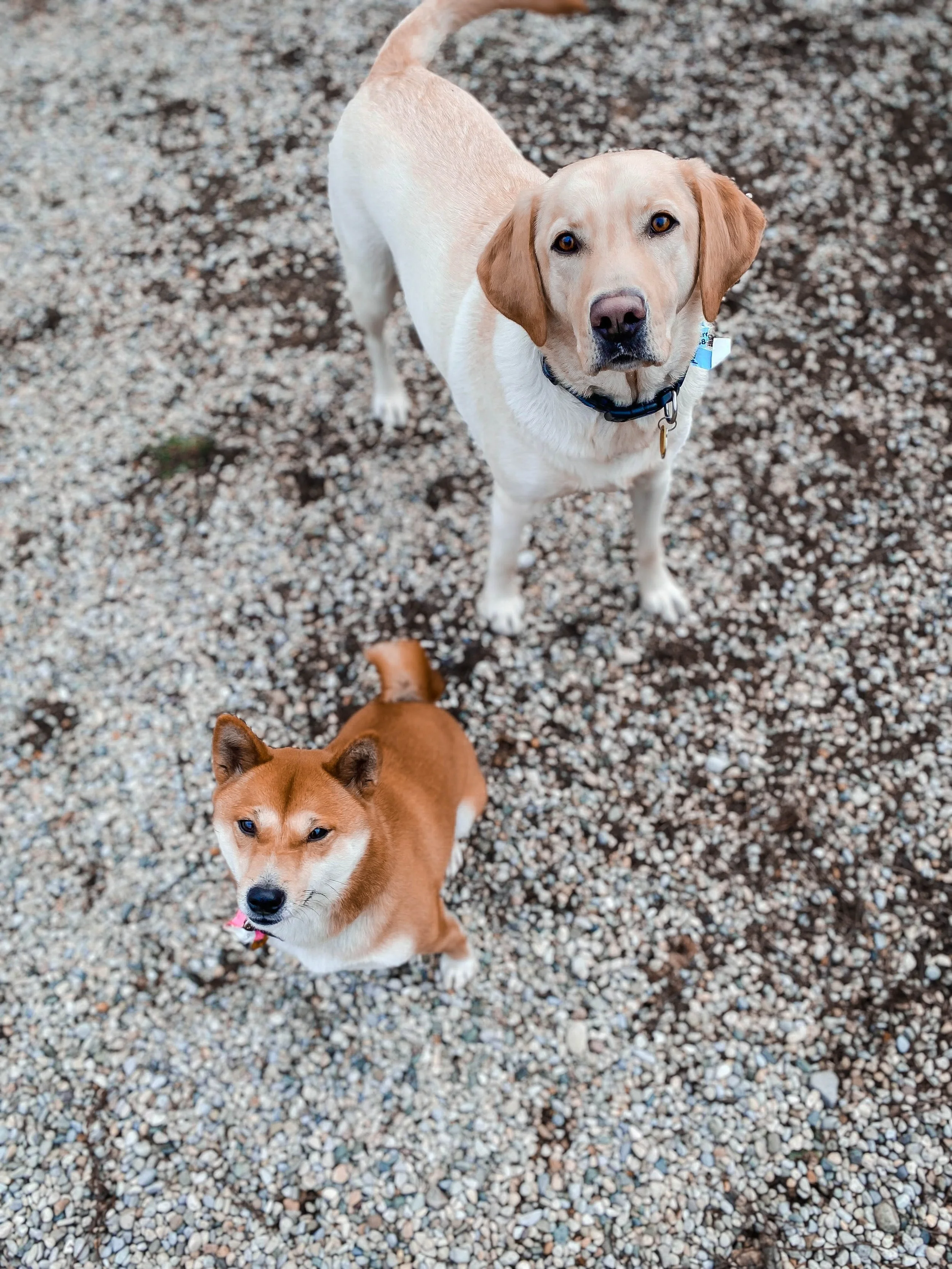 Henry and Lula.jpg