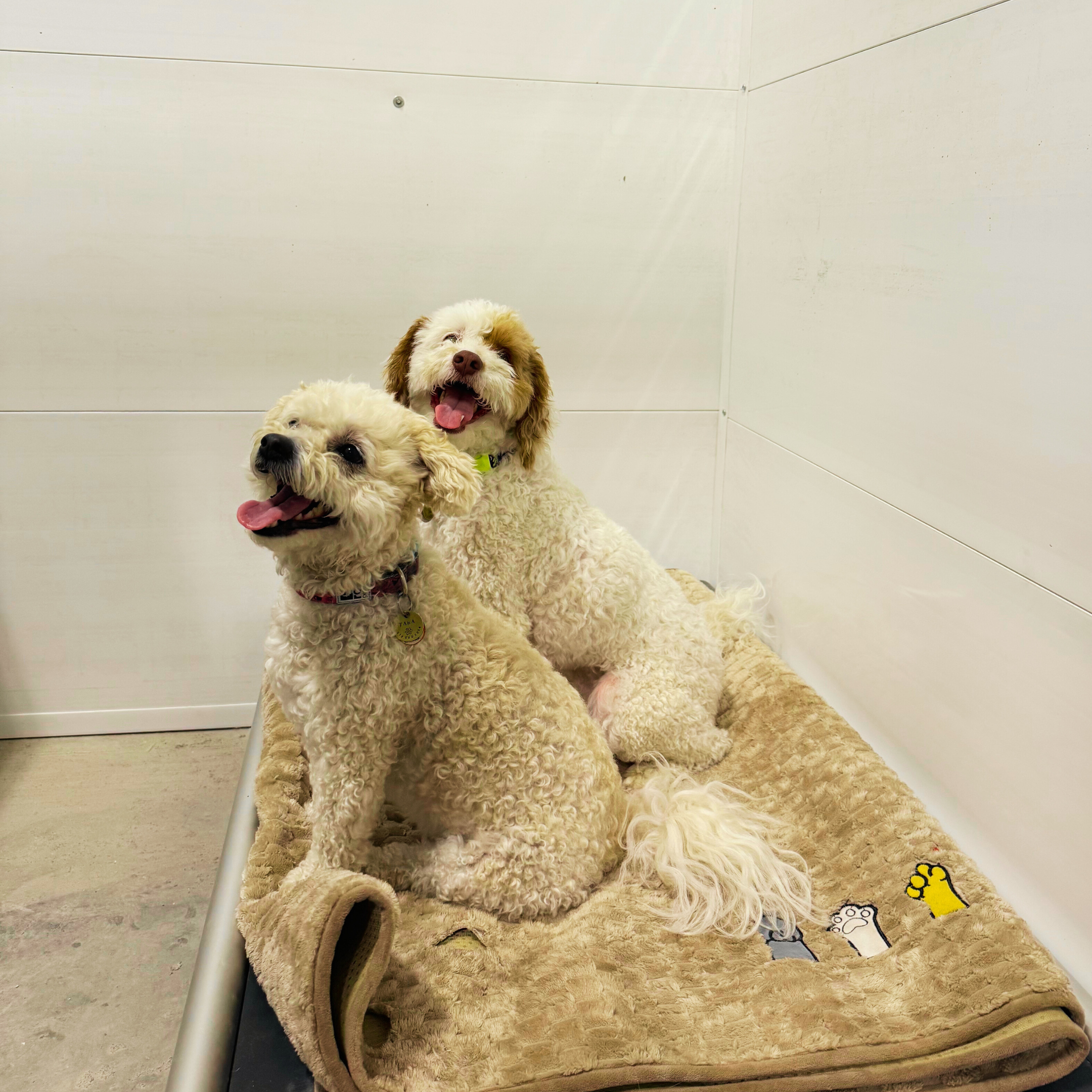 Bliss by City Limits Dog Boarding — City Limits Dog Boarding
