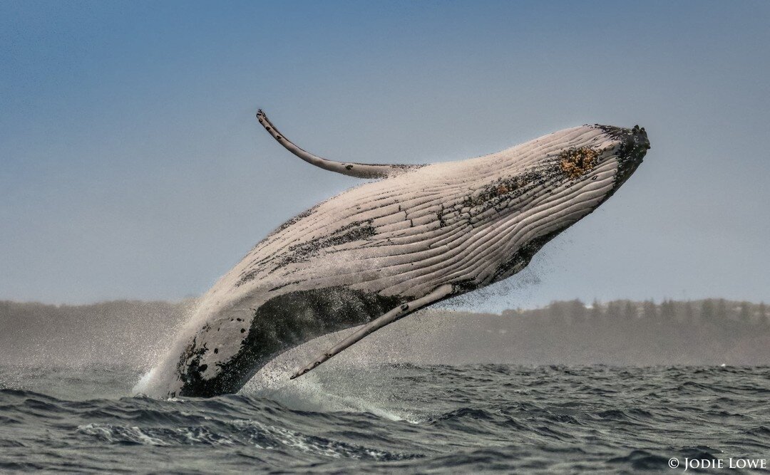 Happy Hump Day 🐋⁠
.⁠
.⁠
📸🙏 Jodie Lowe's Marine Animal Photography ⁠
#📷 @portmacquarie⁠
⁠
#thewhalesarehere #humpday #portpacific #portmac #beach #holiday #reflection #portpacificresort #waves #getaway #travel #wanderlust #livefree #portmacquarie 