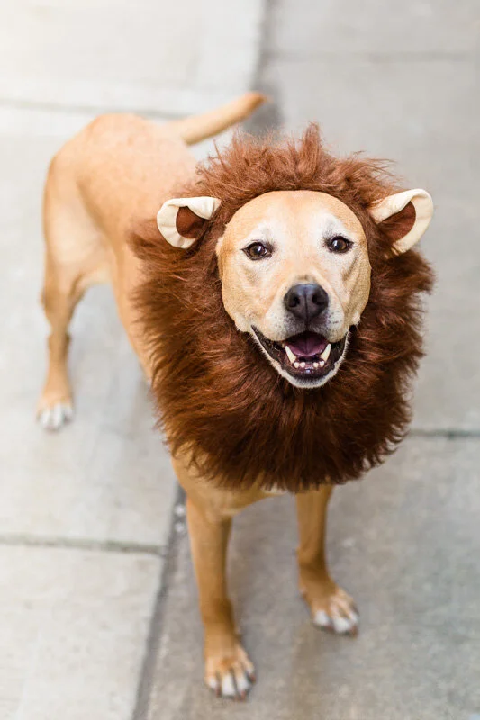 Dog wearing a lion mane costume