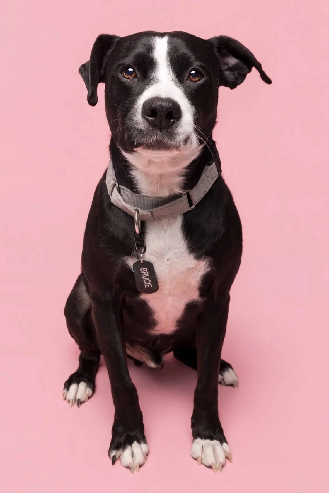 Black and white pitfbull