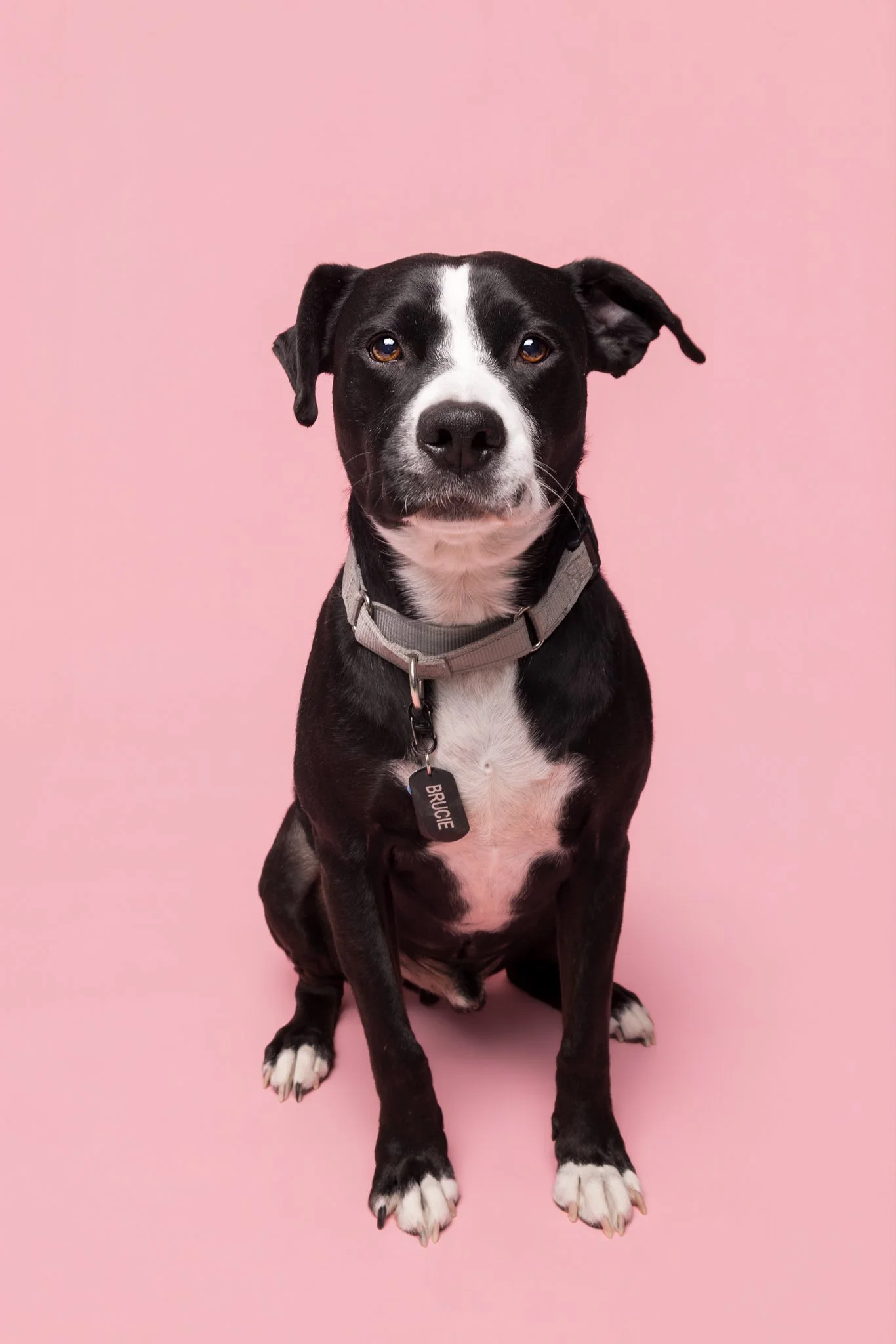 Brucie_2_Web.jpg