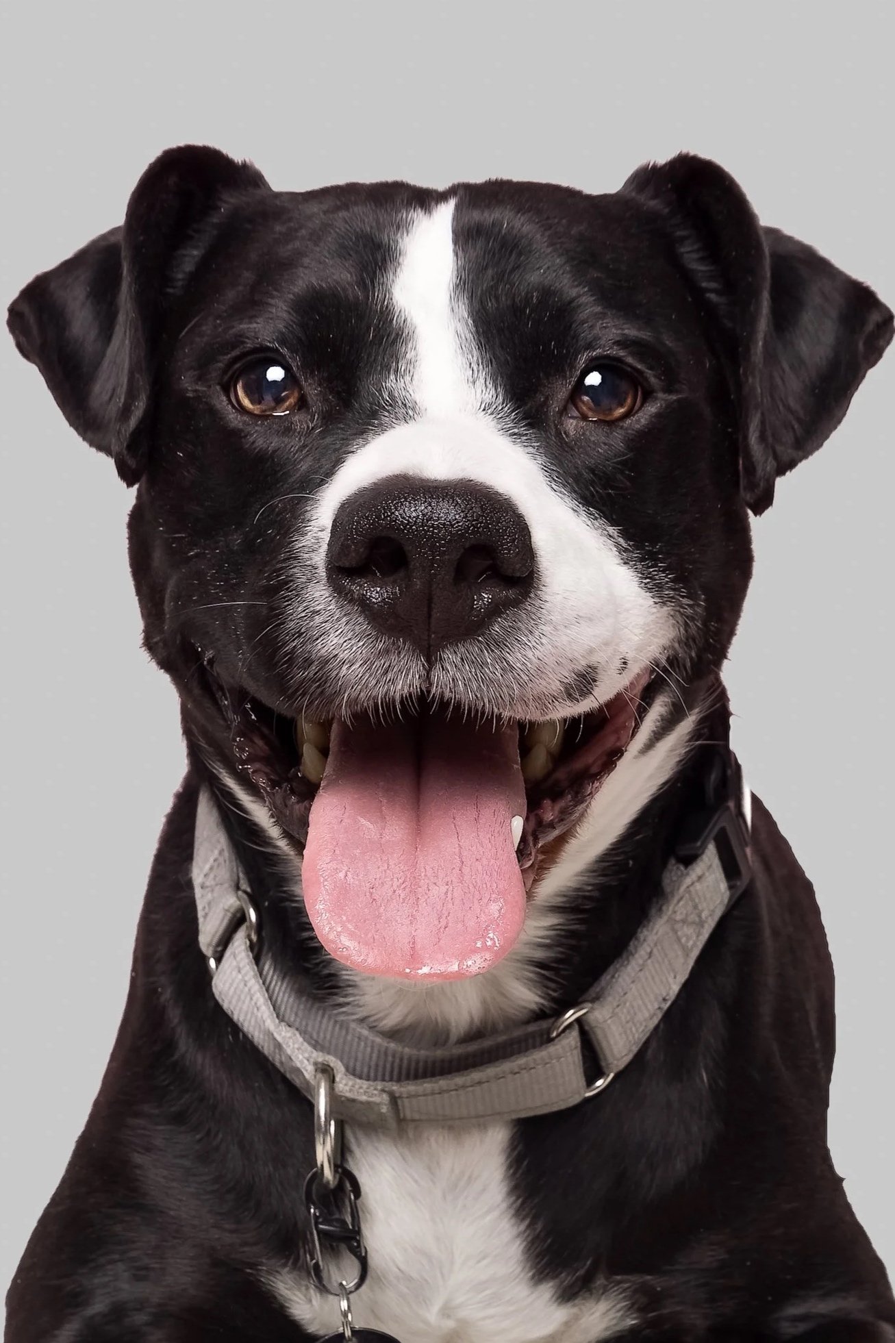 Black and white dog on grey background 