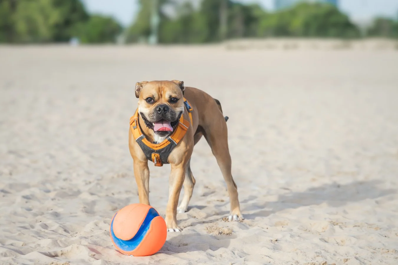 10 Fun Things to Do With Your Dog This Summer Around Chicago (Including Reactive Dog-Friendly Activities)