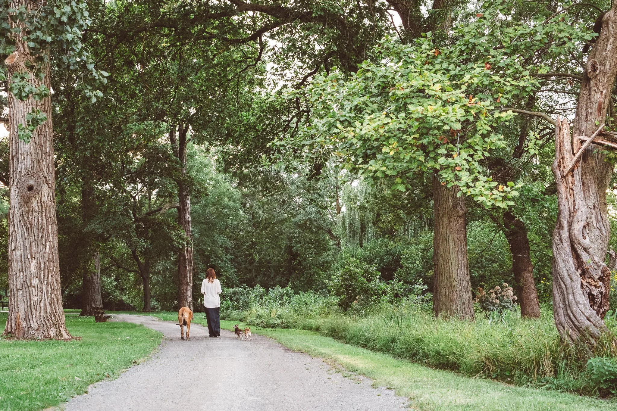 Three-dogs-and-woman-walking.jpg