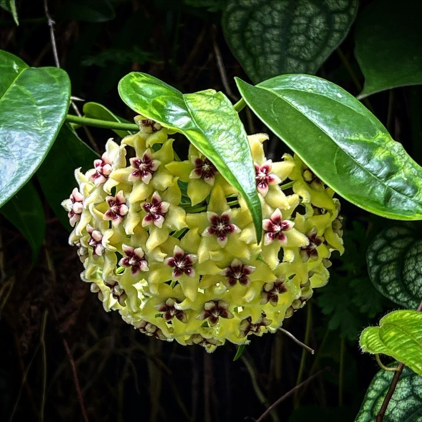 Hi ya Hoya: The hoya has been lurking in my green wall for a couple of years without flowering, I&rsquo;m not sure why it took such a long break. Today it&rsquo;s decided to 🌸. Now I will watch out for the gentle mourning geckoes that love to drink 