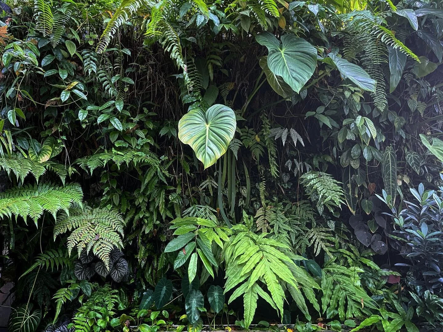 Soil-Less Green Wall update: coming up for 8 years old! What&rsquo;s been interesting is seeing it change and evolve. Maintenance is mostly removing the invasive ferns so they don&rsquo;t smother the slow growing plants. Quite a few species have appe