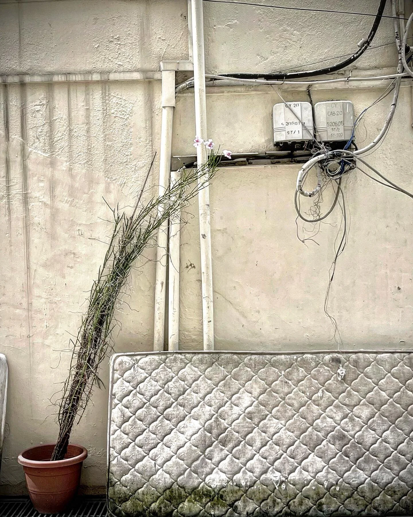 Vanda Miss Joaquim scandal: Singapore&rsquo;s national flower found working the back lanes! #vandamissjoaquim