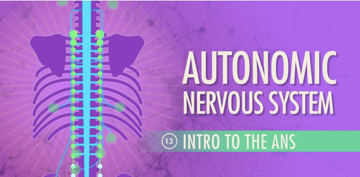 Introduction to the autonomic nervous system.