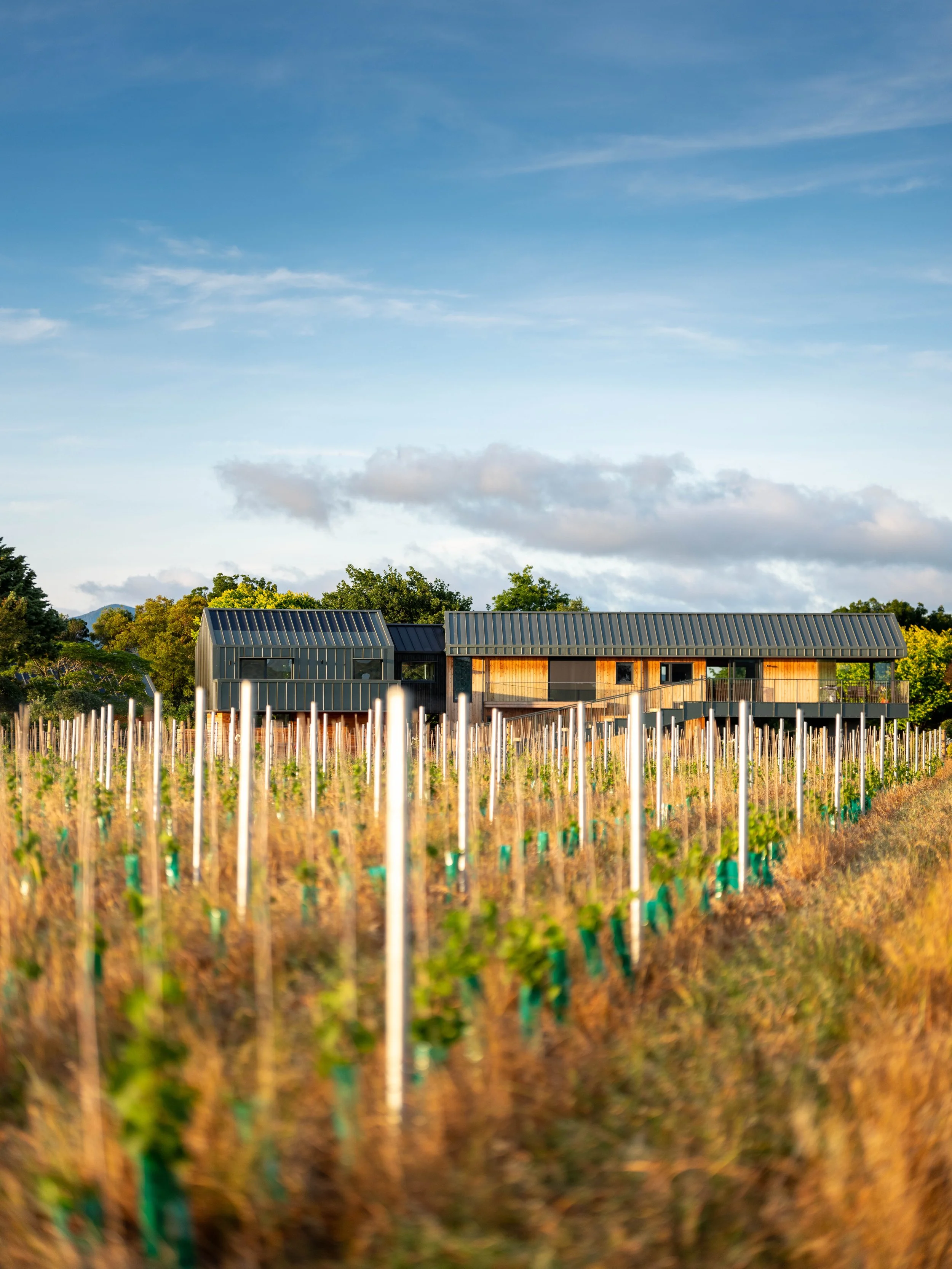 Craighall home by First Light Studio viewed through vineyard planting