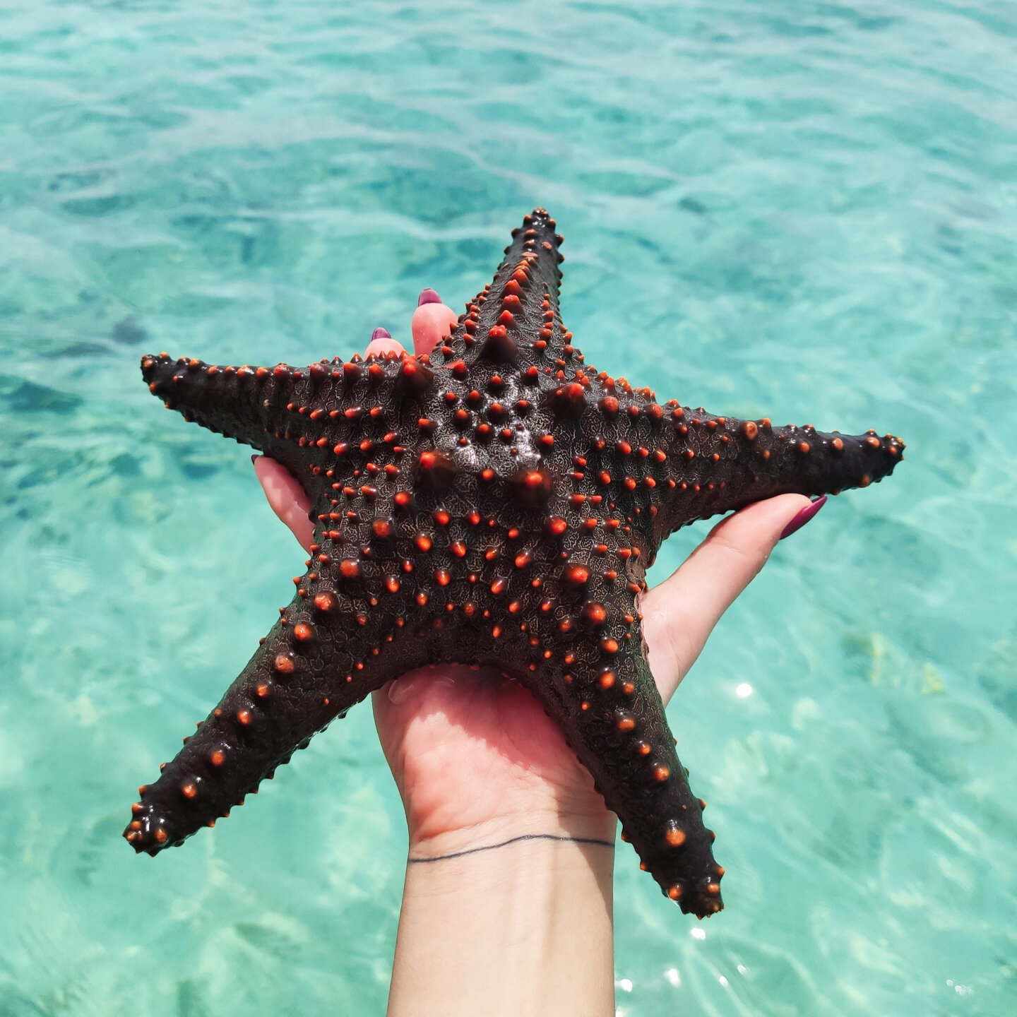 Make a wish!

*
*
*
*
*
#* #zanzibar #zanzibarisland #paje #pajebeach #therockrestaurant #mnembaisland #mnembaatoll #zanzibarlife #stonetownzanzibar #visitzanzibar #zanzibardestination #zanzibarofficial #zanzibartanzania #zanzibargem #dreamofzanzibar