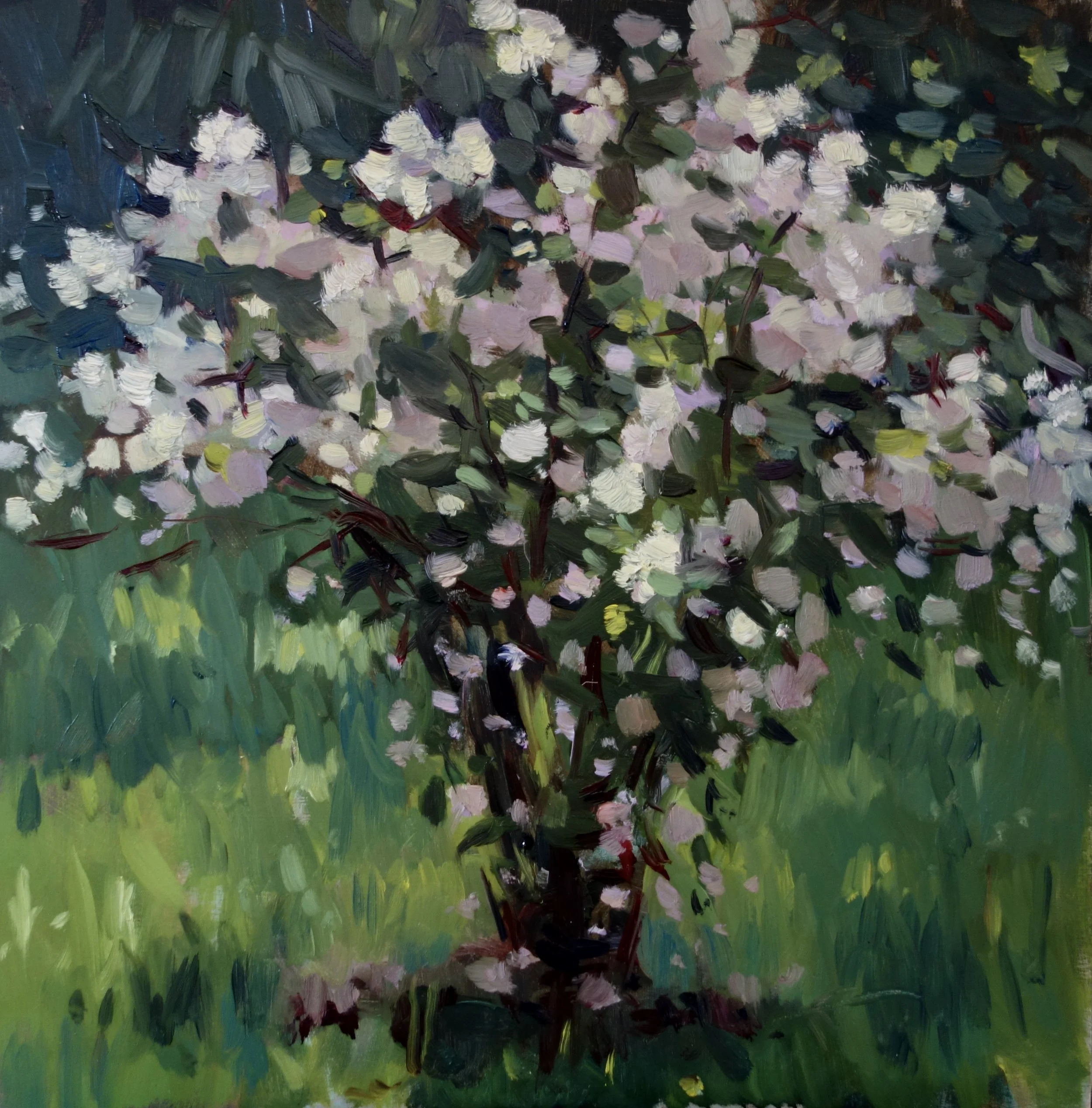Deutzia Oil 6 x 6 in