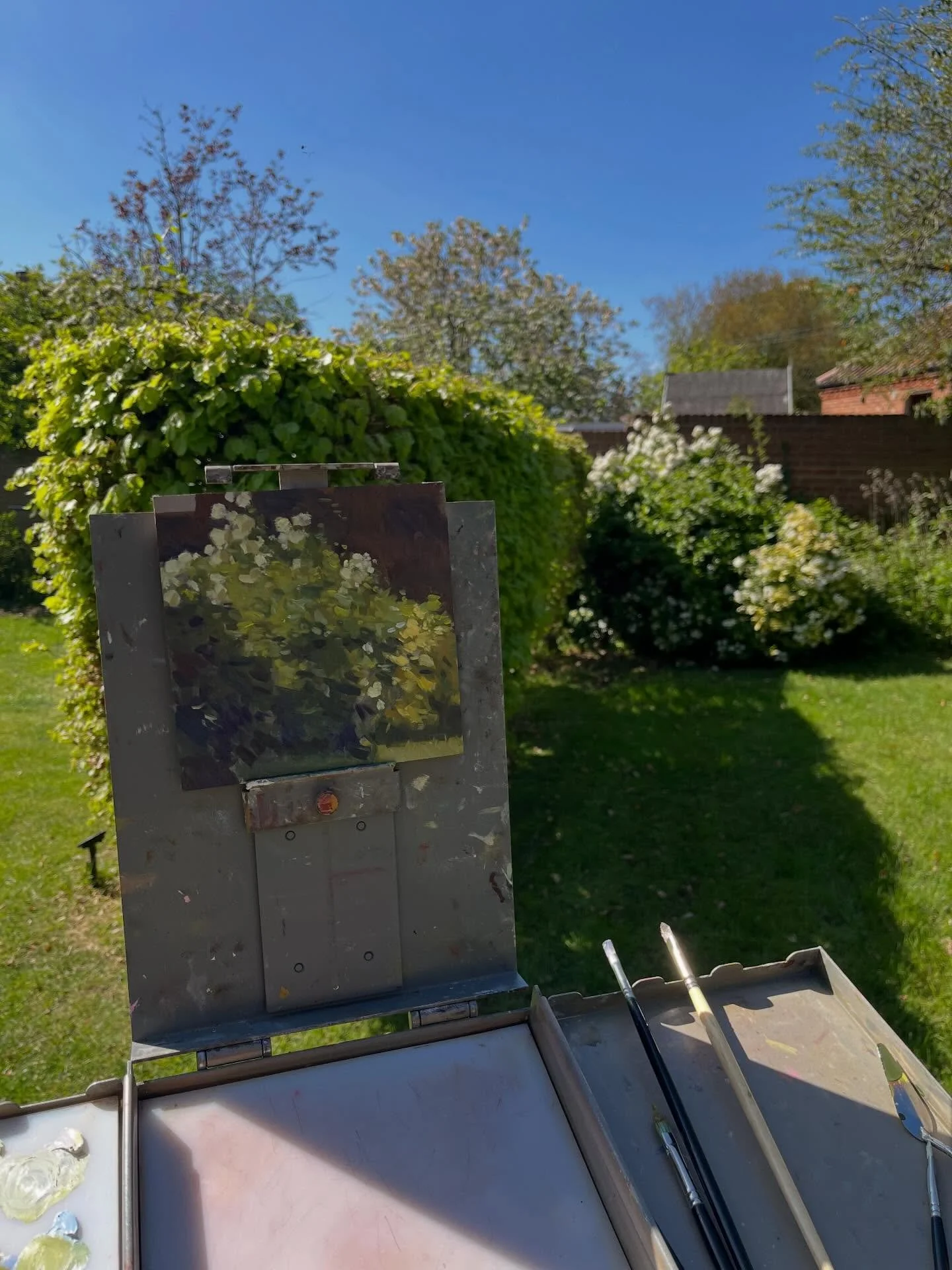 Choisya Ternata, Oil on board, 6 x 6 inches. Making the most of the brilliant light and the need to give my work a shake up, I did this in our garden in an hour. No messing about.

#mexicanorangeblossom #garden#limitedpalette #blueshadows #originaloi