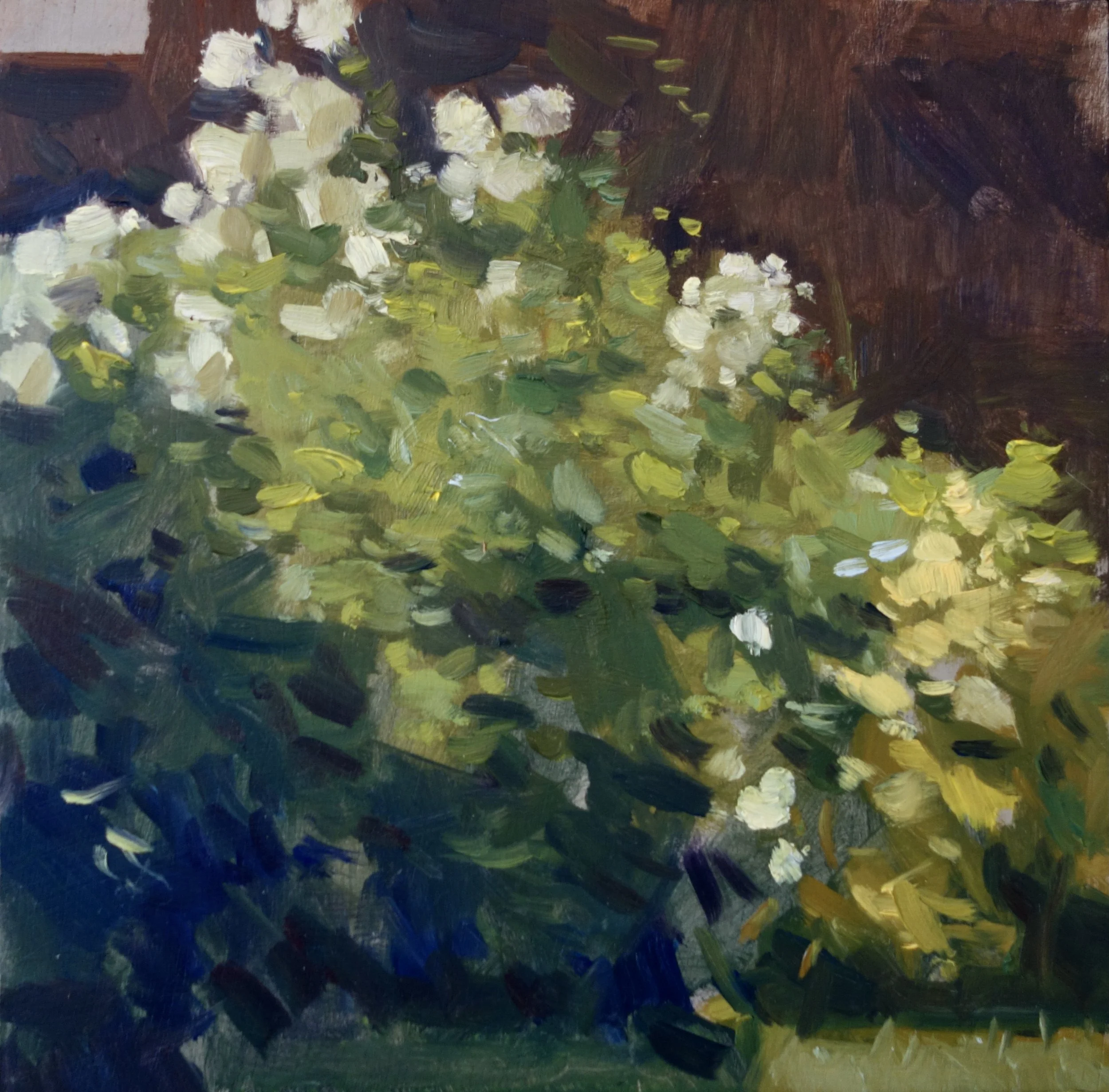 Choisya Ternata oil 6 x 6 in