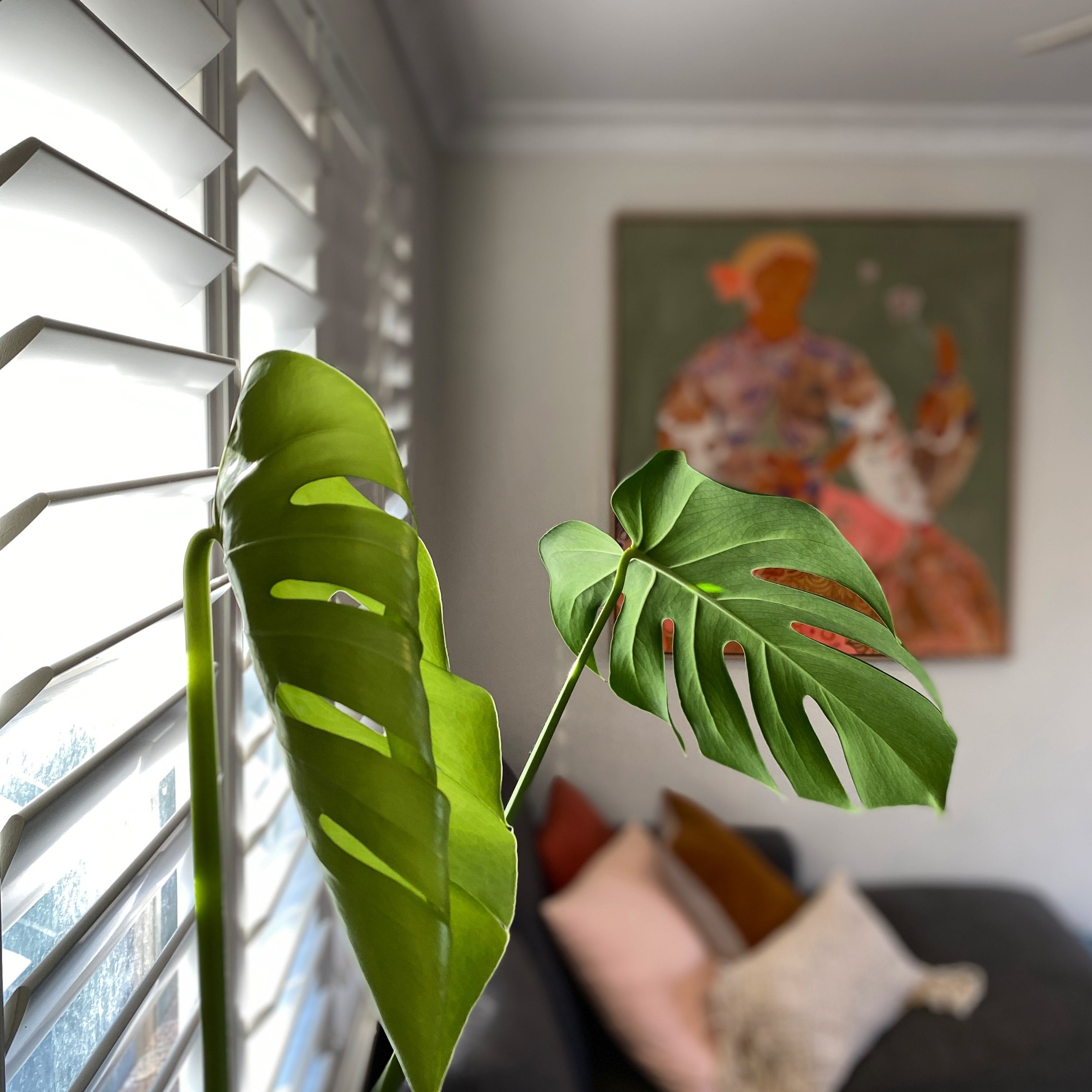 Transform your lounge with Monstera, new artwork, and cozy cushions. #loungeroomvibes

Seeking styling assistance or a color refresh for your space? Let's connect!

&nbsp; &nbsp; &nbsp; &nbsp; &nbsp; &nbsp;Kirsten&nbsp;
📱0404 027 942

www.roomshaker
