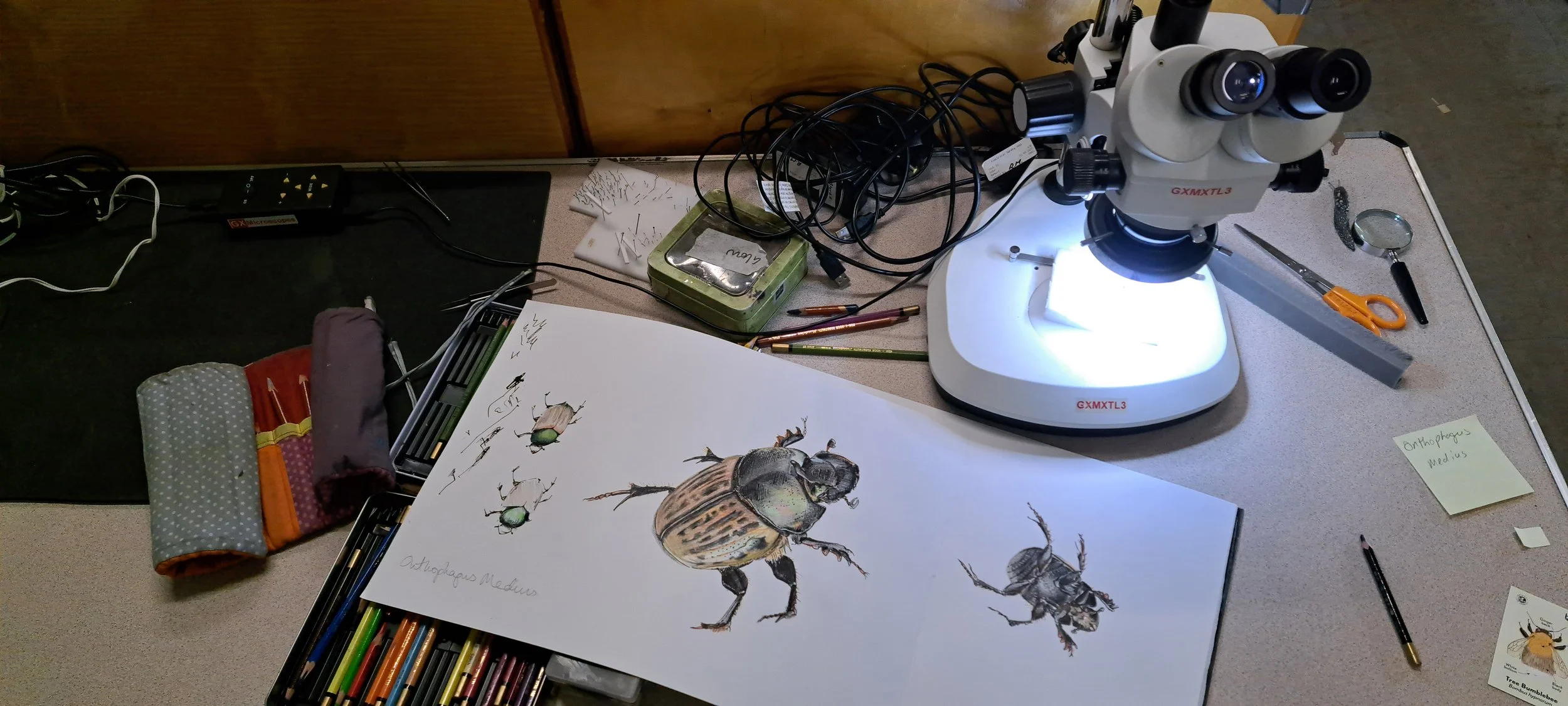 Microscope drawings (1).jpg