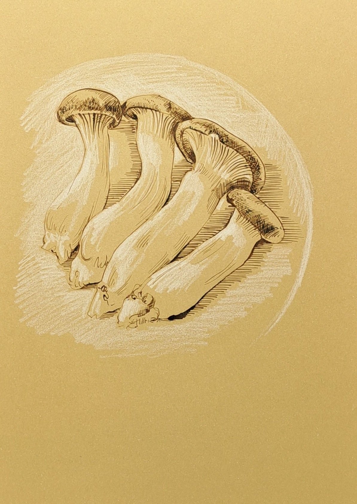 King Oyster mushrooms (A4)