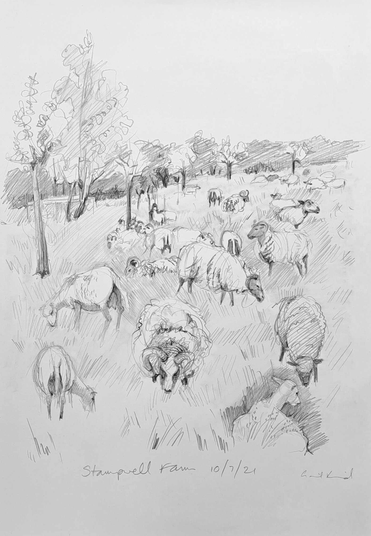 Field of sheep (A3)