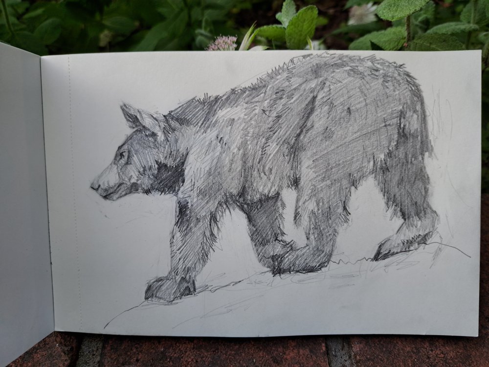 Black bear (taxidermy)