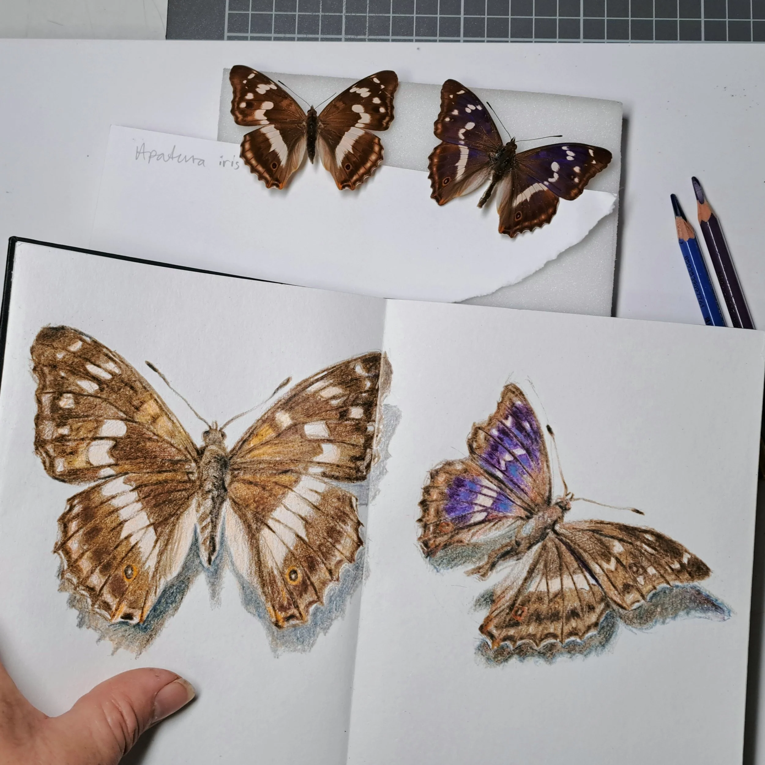 Purple emperors