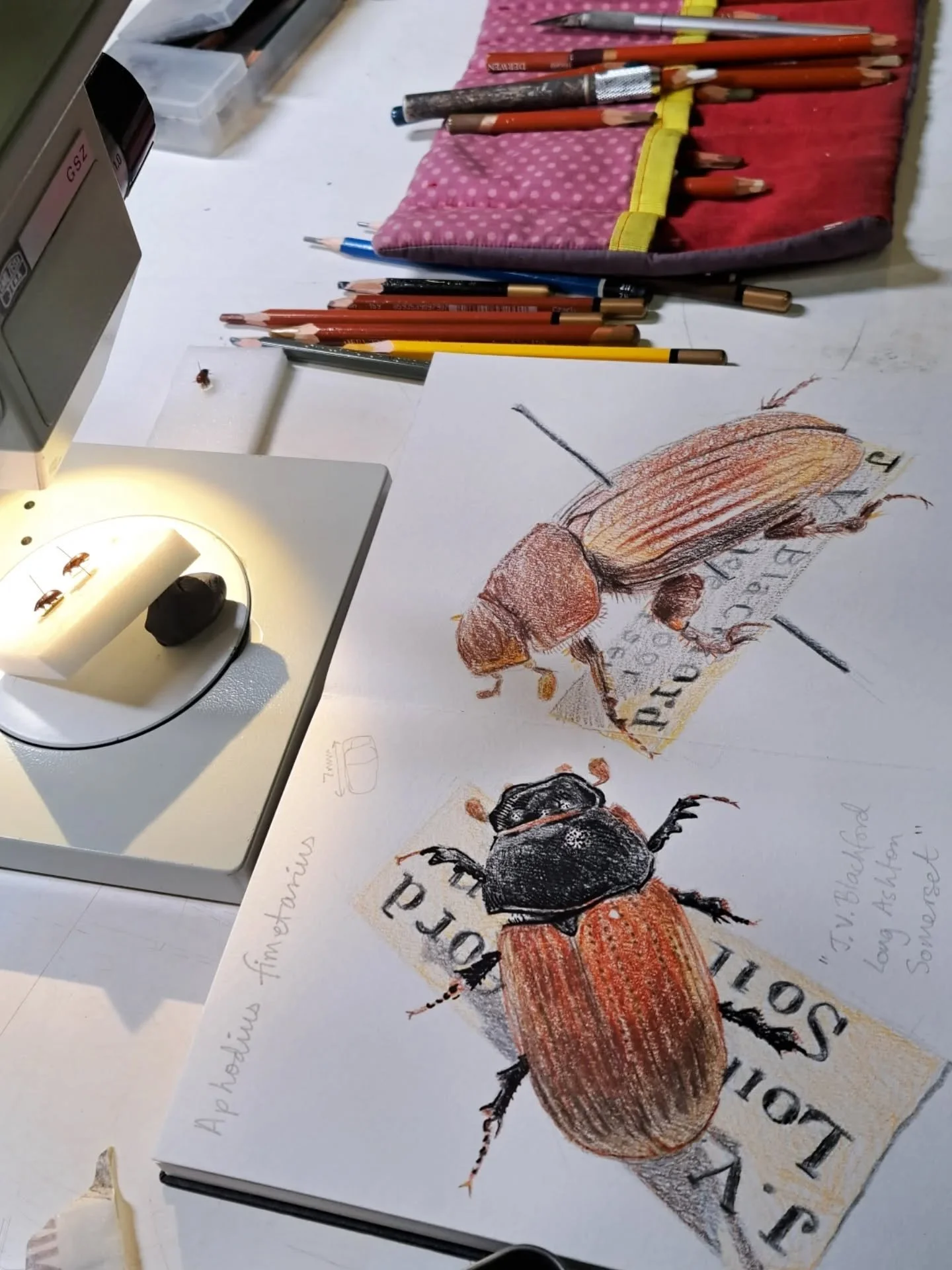 Unsung heroes: dung beetles (Aphodius fimetarius &amp; Acrossus rufipes), and the scientists who work with collections at @bristolmuseums ! I tagged along, as volunteer (retired microbiologist) Nick gave a fantastic tour of the downstairs Natural His