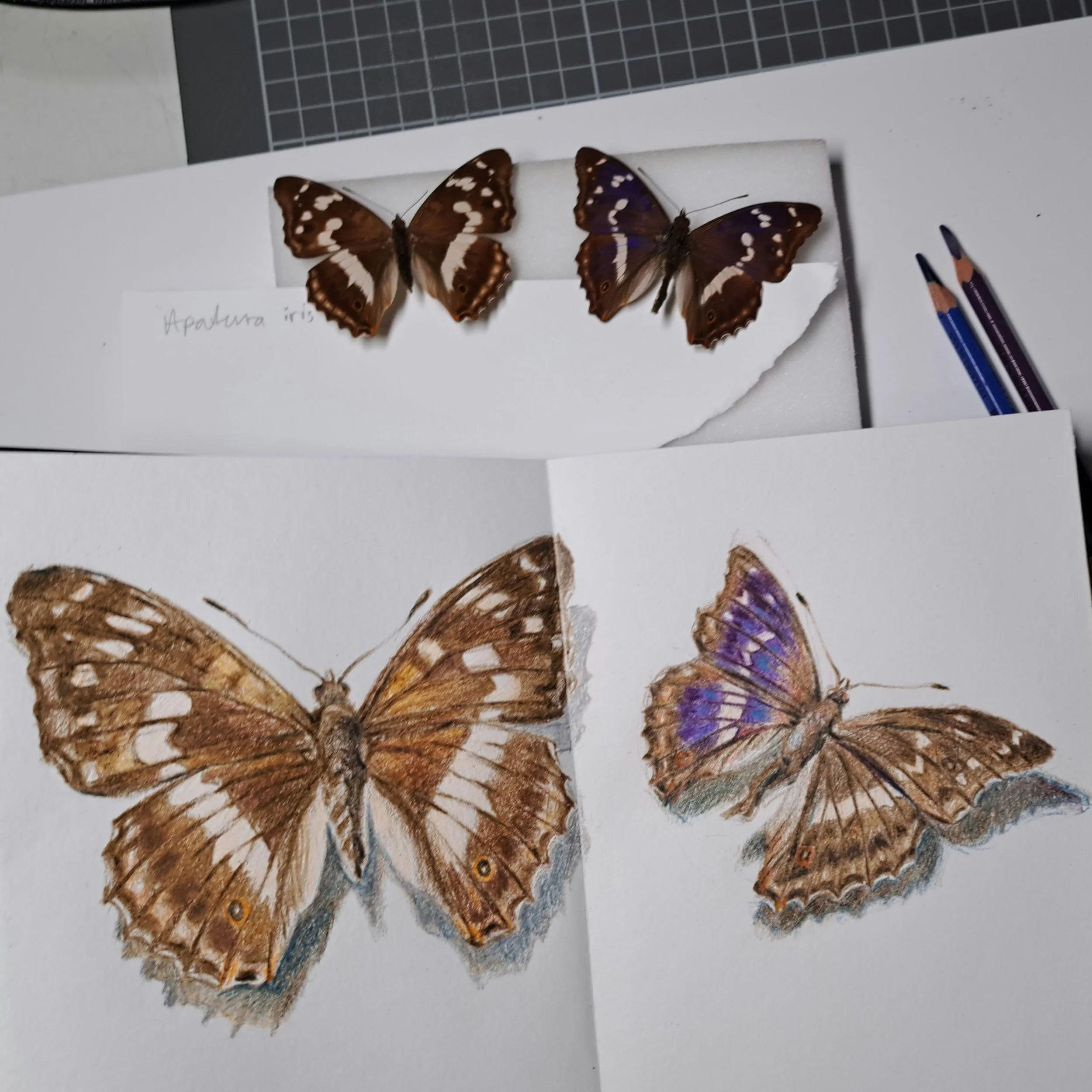 purple emperors.jpg