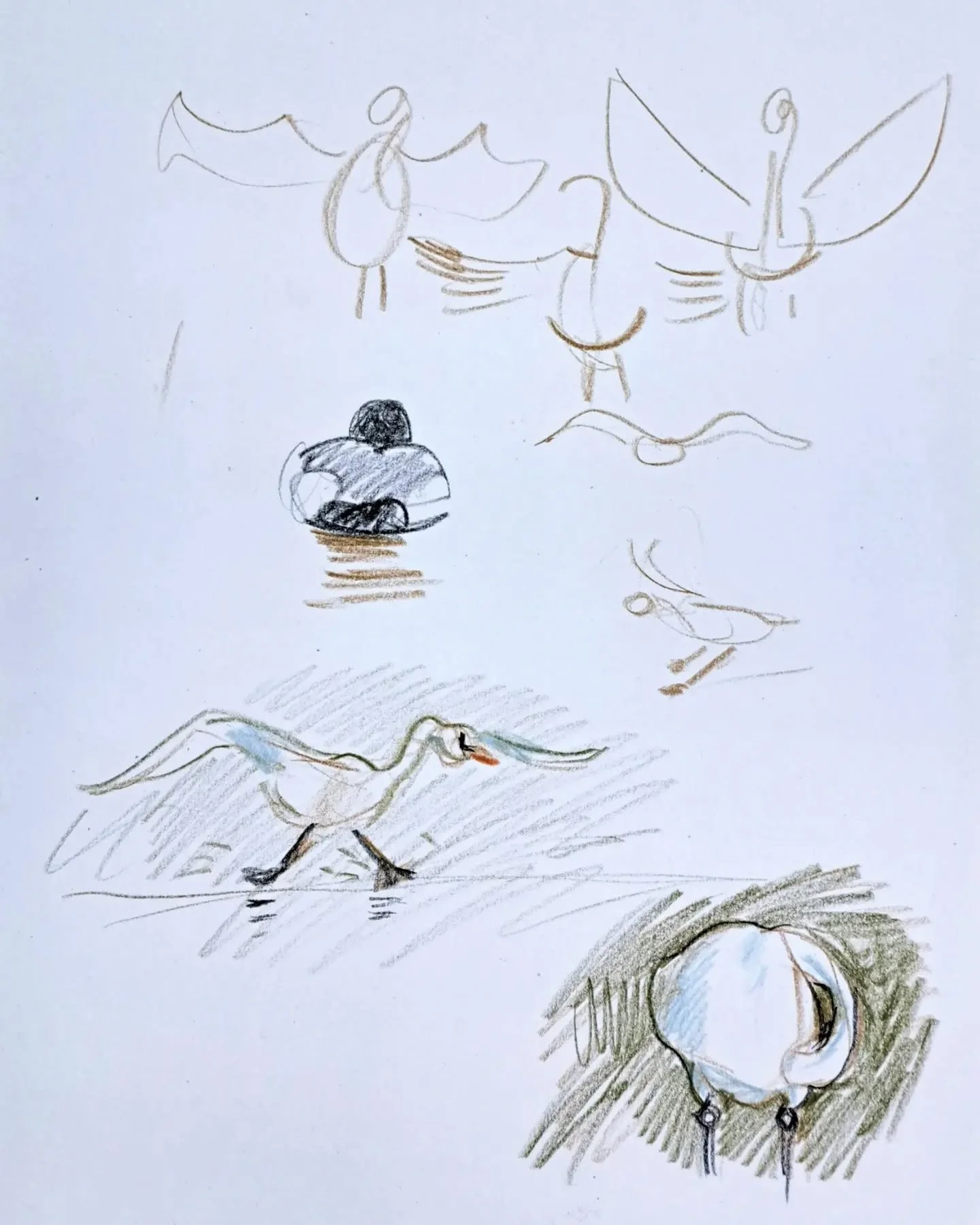 Lovely day intensively drawing in the hides with @deanpatman , @nik.pollard (thank you for the telescope loan), @shelley.winnett , @ianpriceart , @danbright.studio and friends at @wwtslimbridge yesterday. Trying to work on holding images (eg birds la