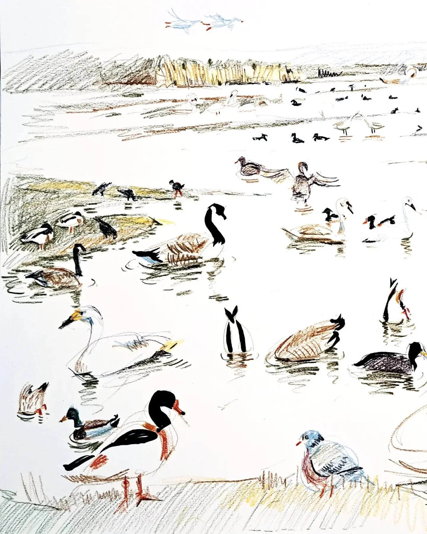 Sketches from @wwtslimbridge today, the first 2 are a single A2 sheet, the rest A3. Completely forgot my cold for a few hours! Met some lovely friendly experts who told me about various birds I wouldn't otherwise have noticed. I've been using Snapsee