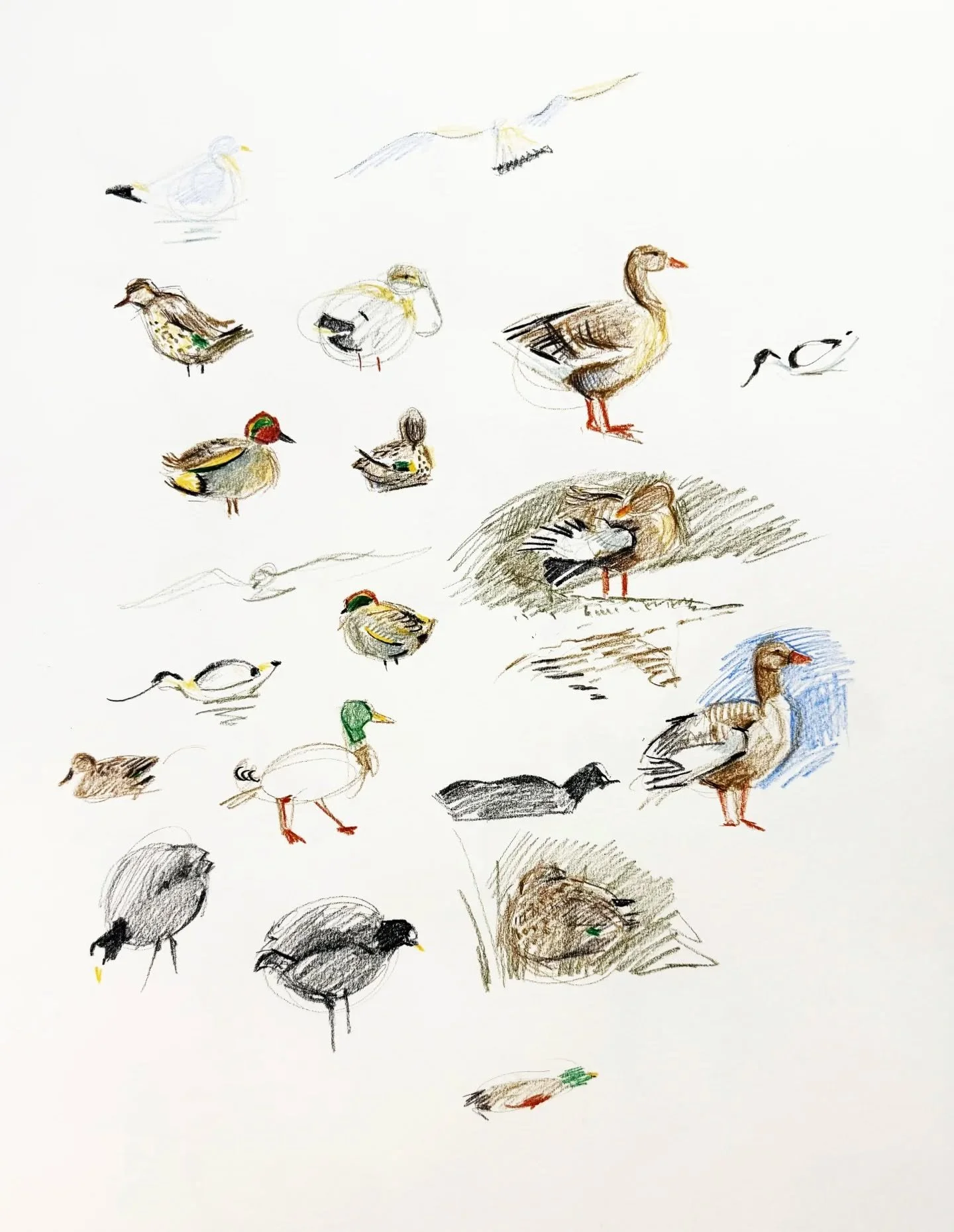 @wwtslimbridge was looking beautiful again today, and the coffee was as excellent as ever. I've been musing on David Hockney's compelling 2002 BBC documentary 'Secret Knowledge' on the use of lenses and mirrors by Old Masters from the 15th Century on