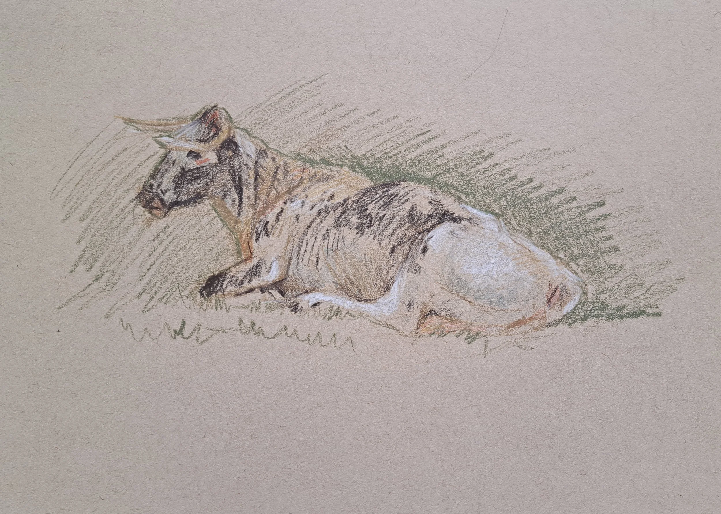 Knepp cow.jpg