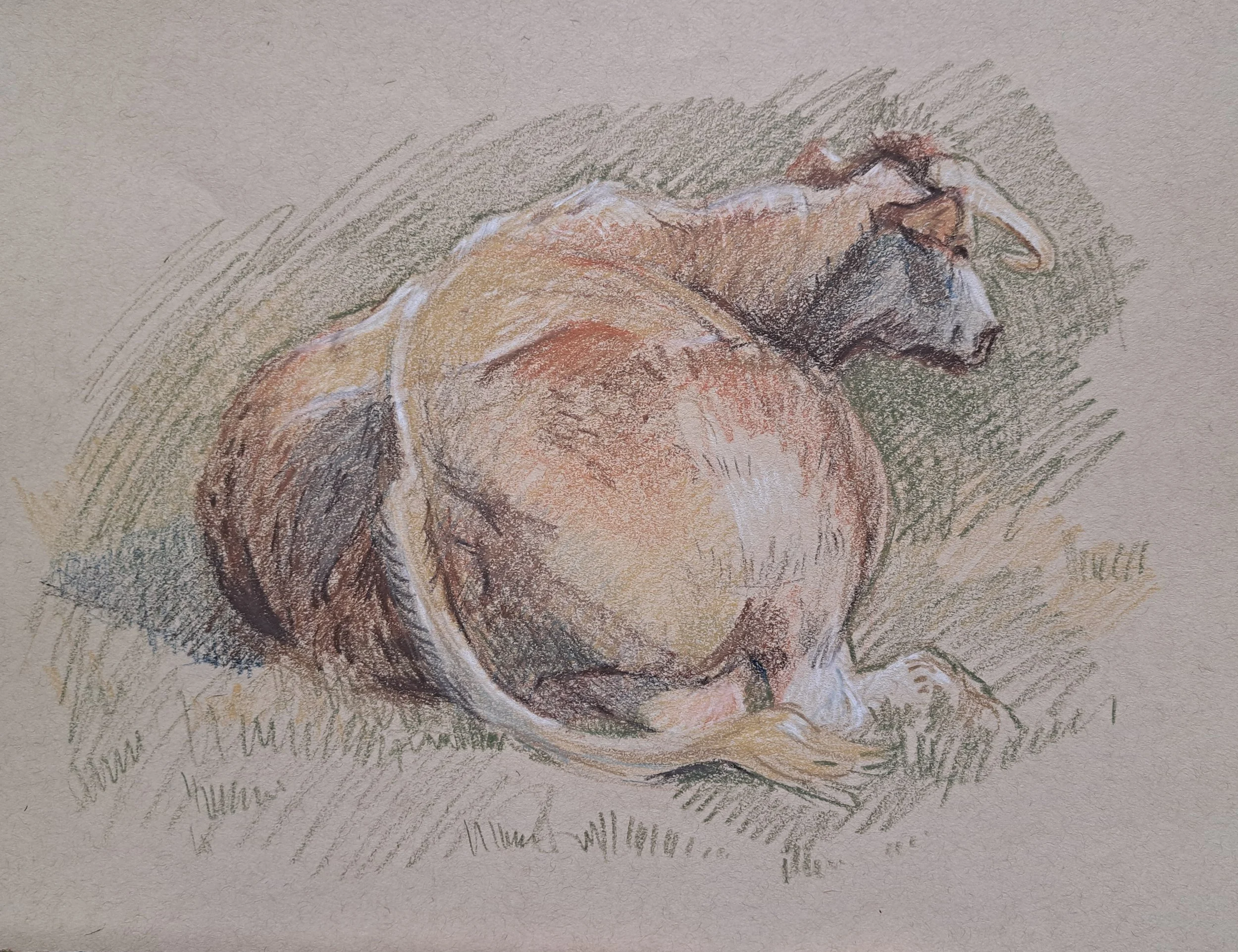 knepp cow 2.jpg