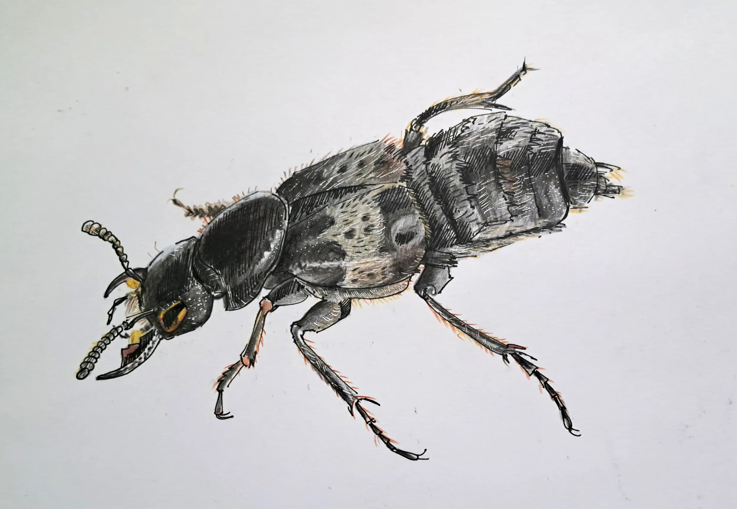 Rove beetle.jpg