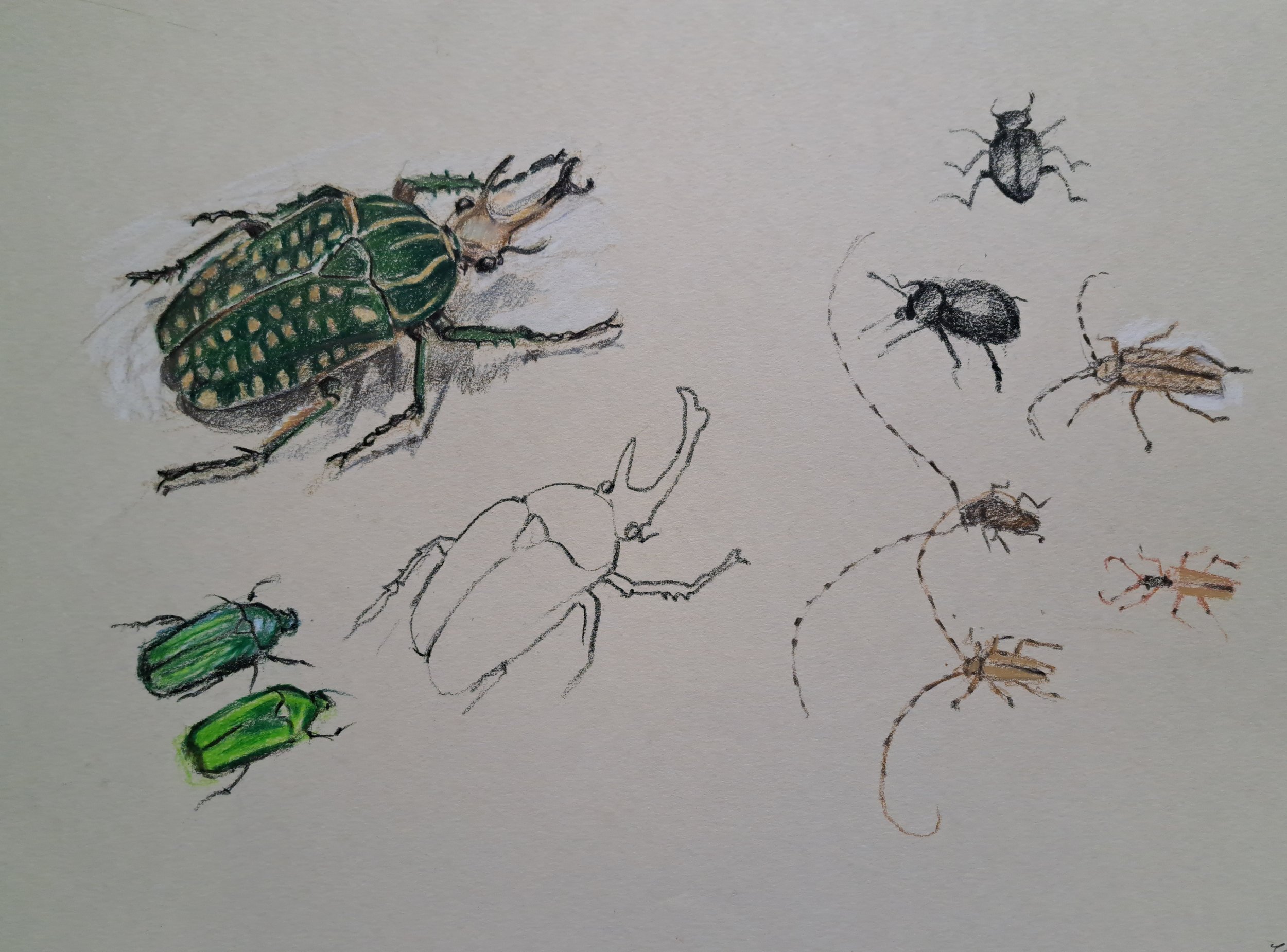 museum beetles II.jpg