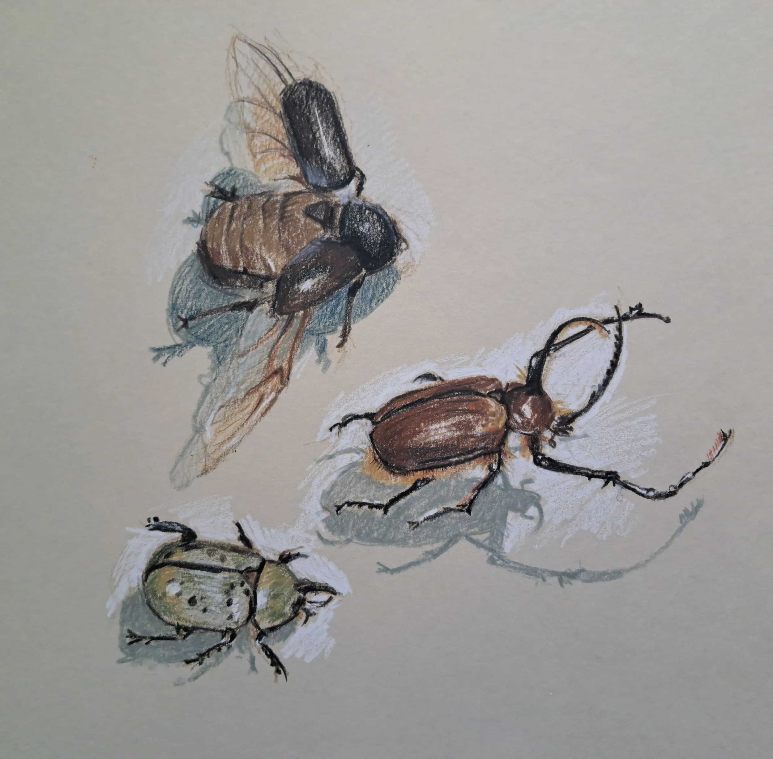 museum beetles.jpg